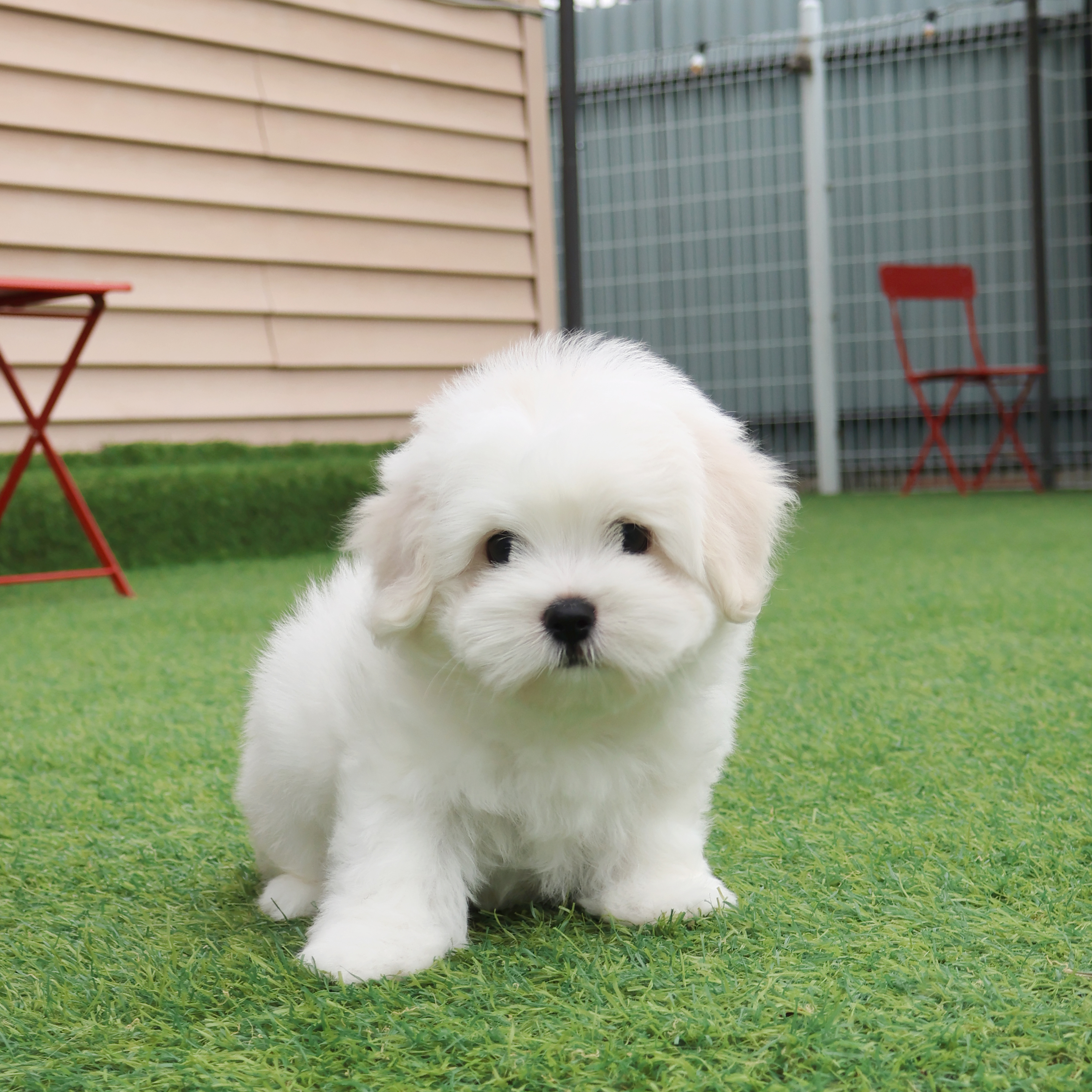 Coton de Tulear - 앙꼬