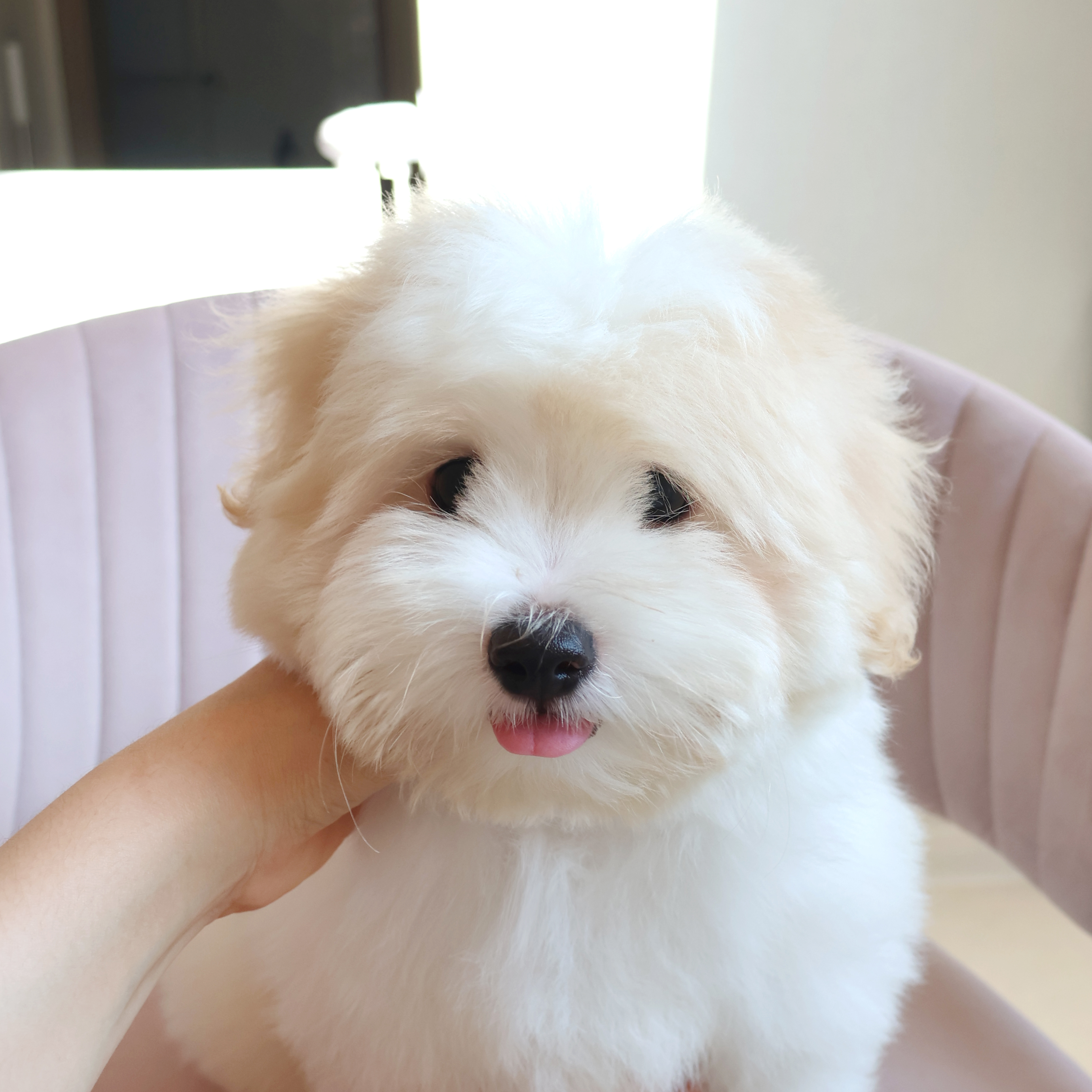 Coton de Tulear - 버터