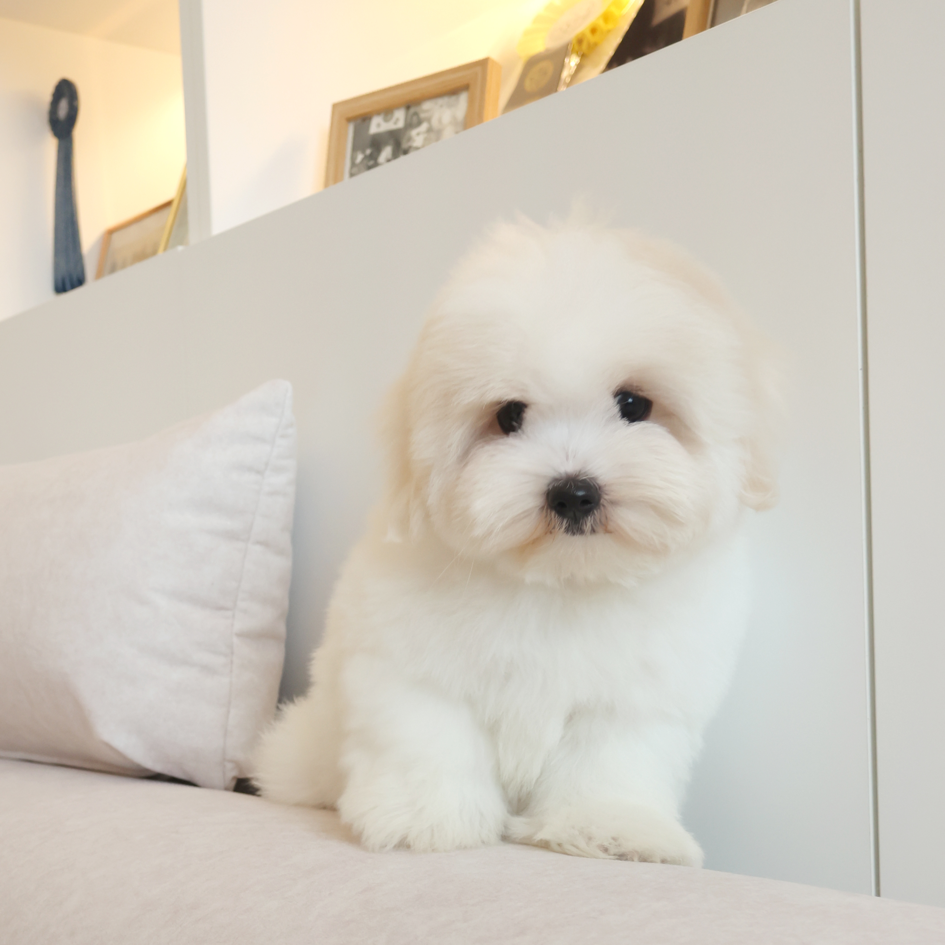 Coton de Tulear - 모모