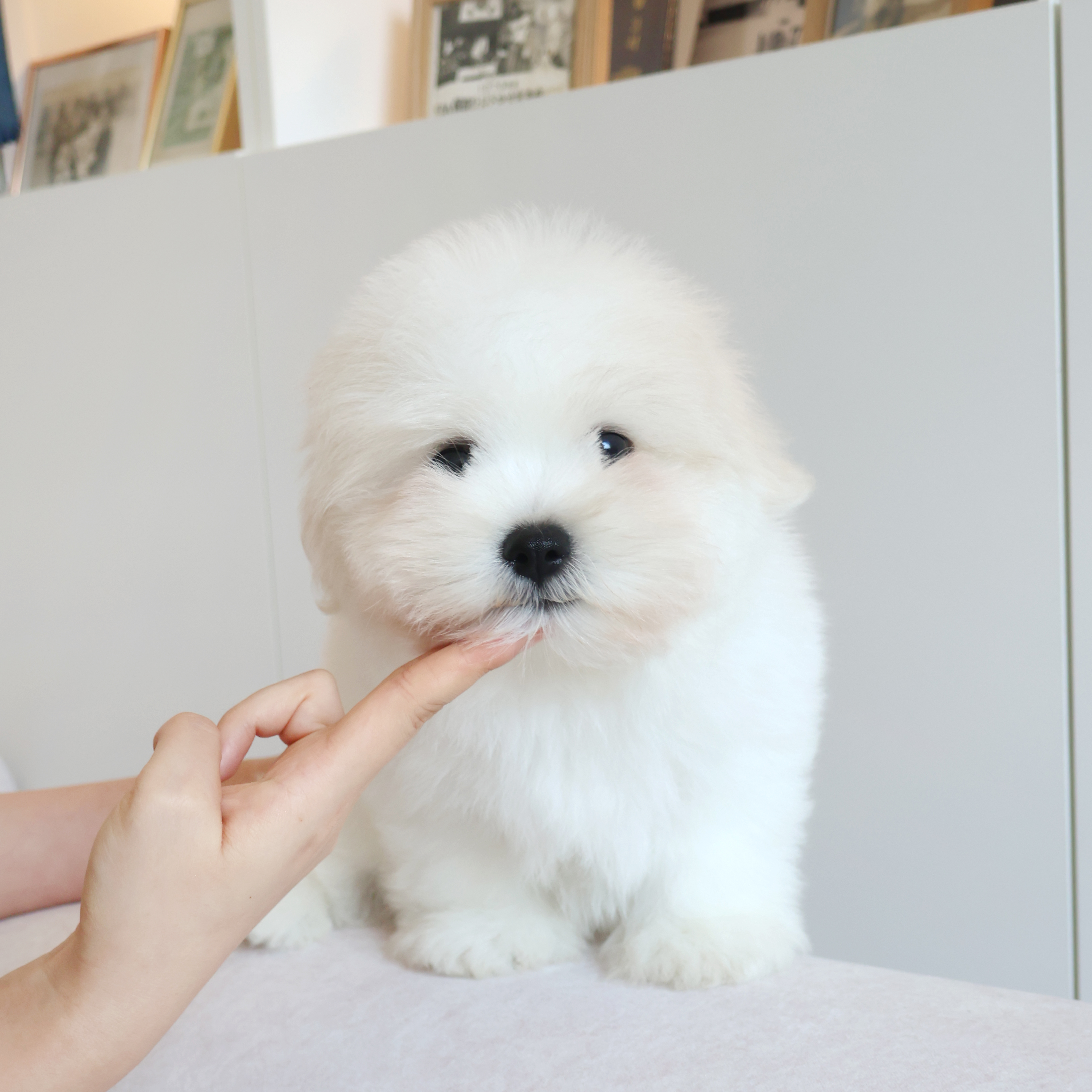 Coton de Tulear - 율무
