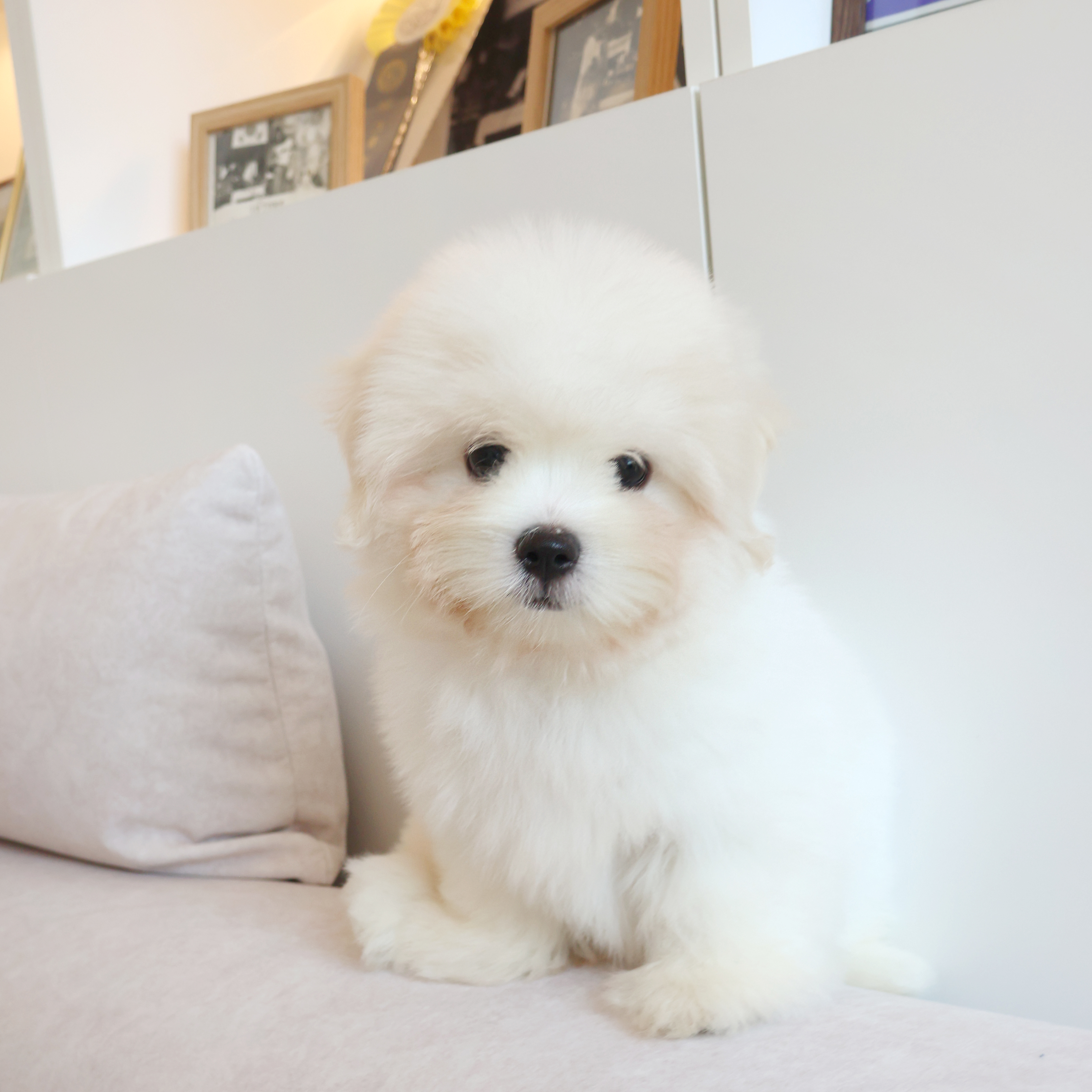 Coton de Tulear - 망고