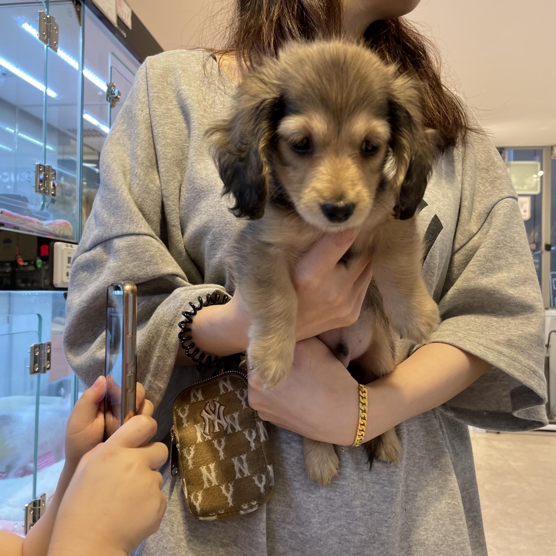 분양후기] 07-30 닥스훈트 분양후기 : 강아지를 진심으로 사랑하는 소녀에서 시작된 브랜드, YOURPET (유어펫) 고객후기, image size:1920x1920