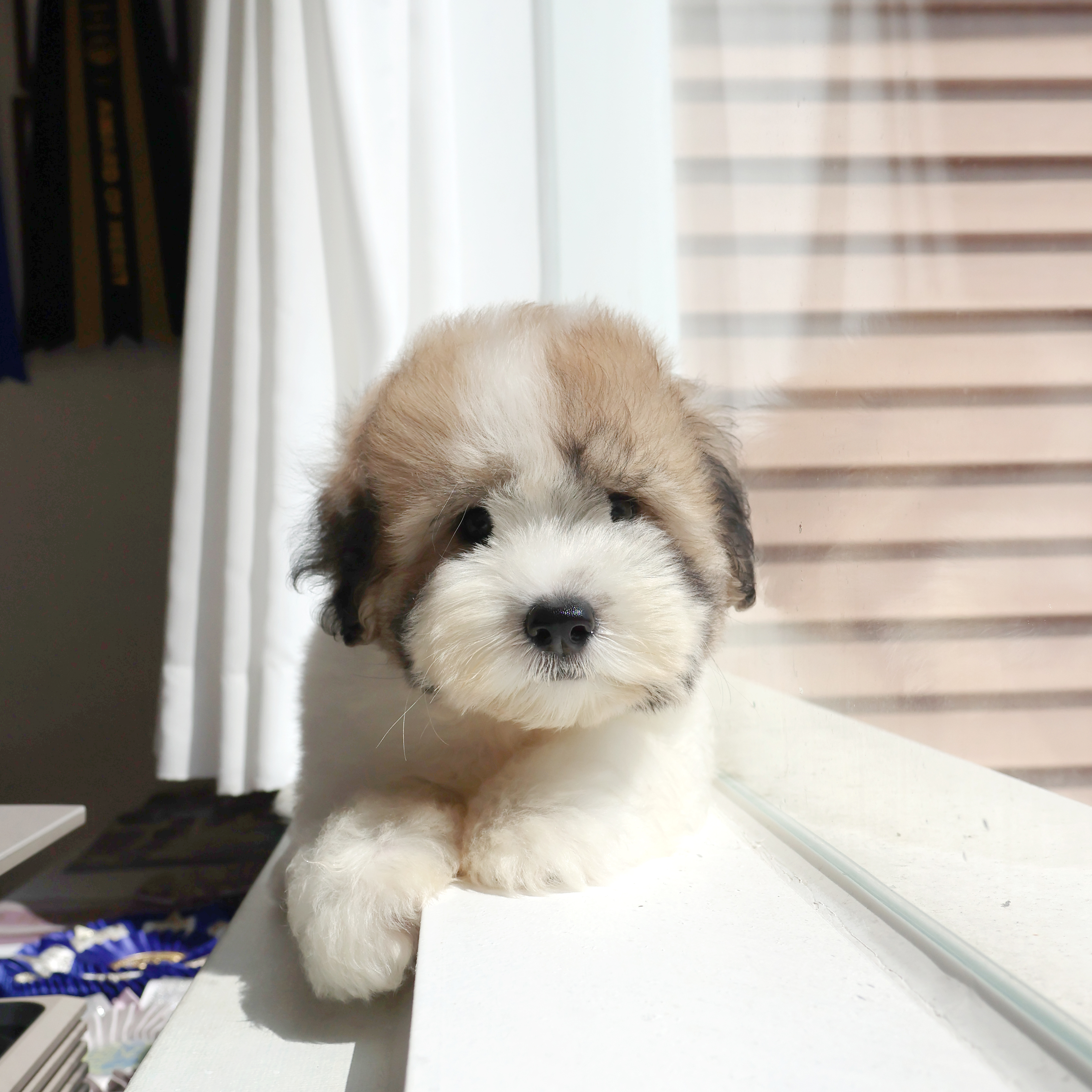 Coton de Tulear - 수달이