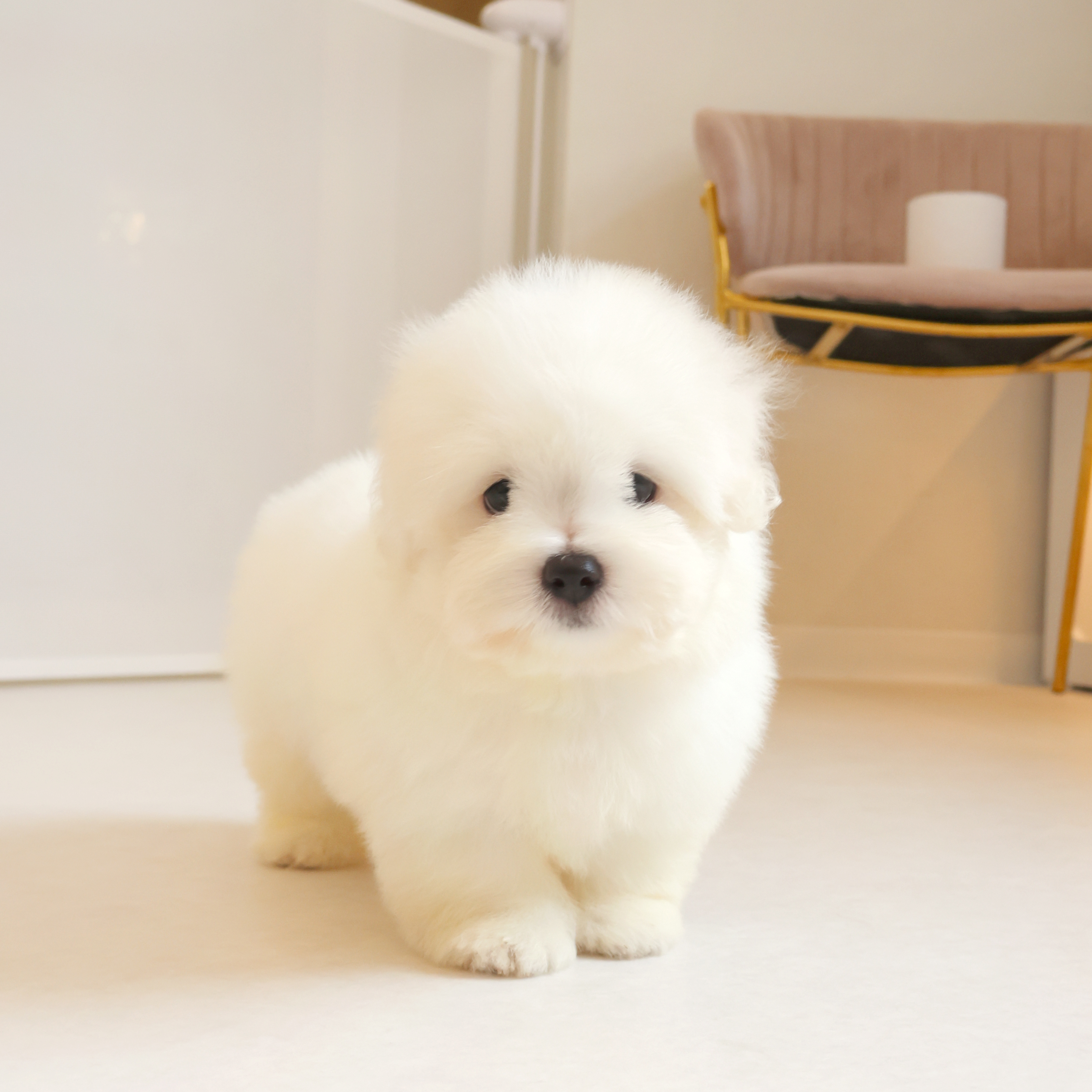 Coton de Tulear - 리안