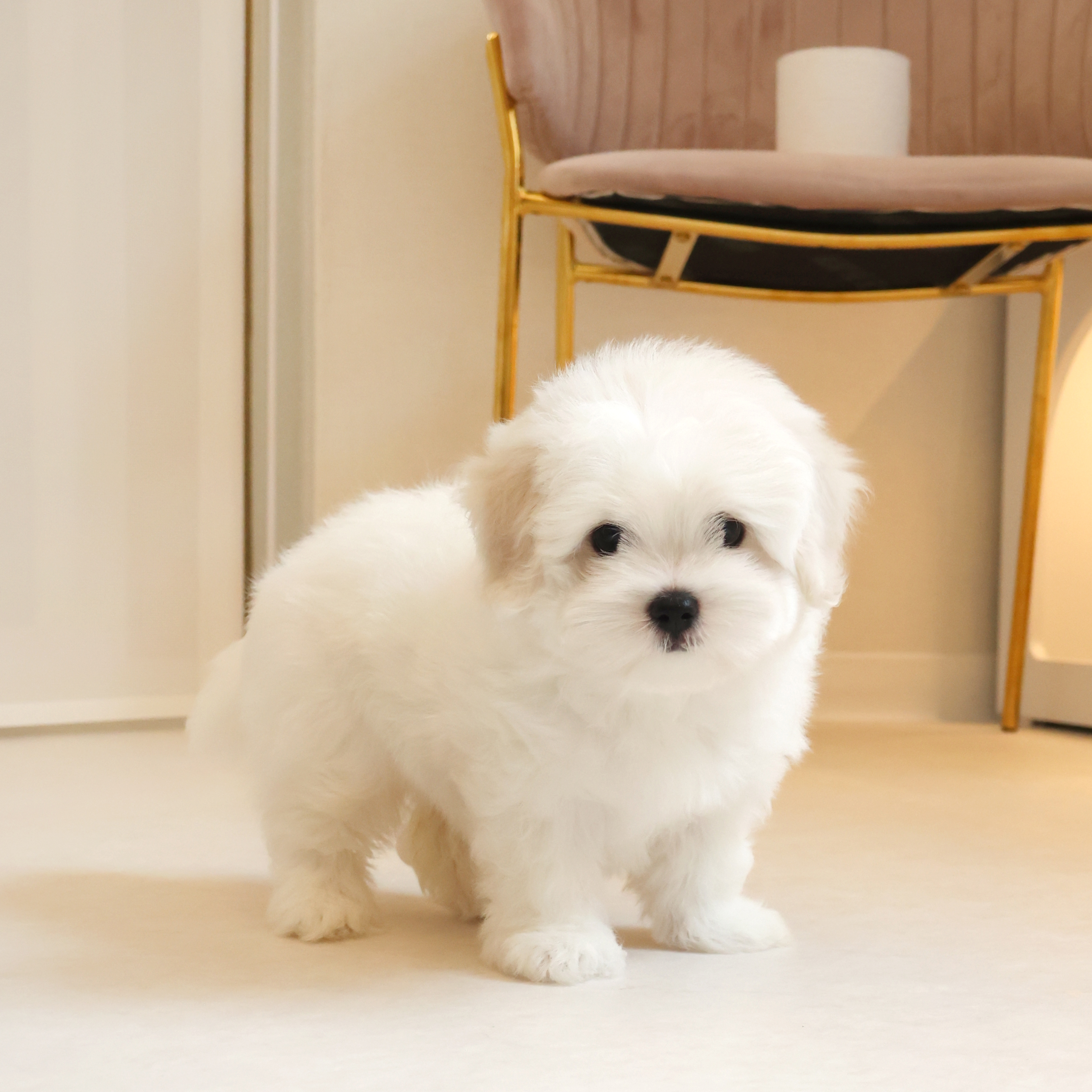 Coton de Tulear - 앙꼬