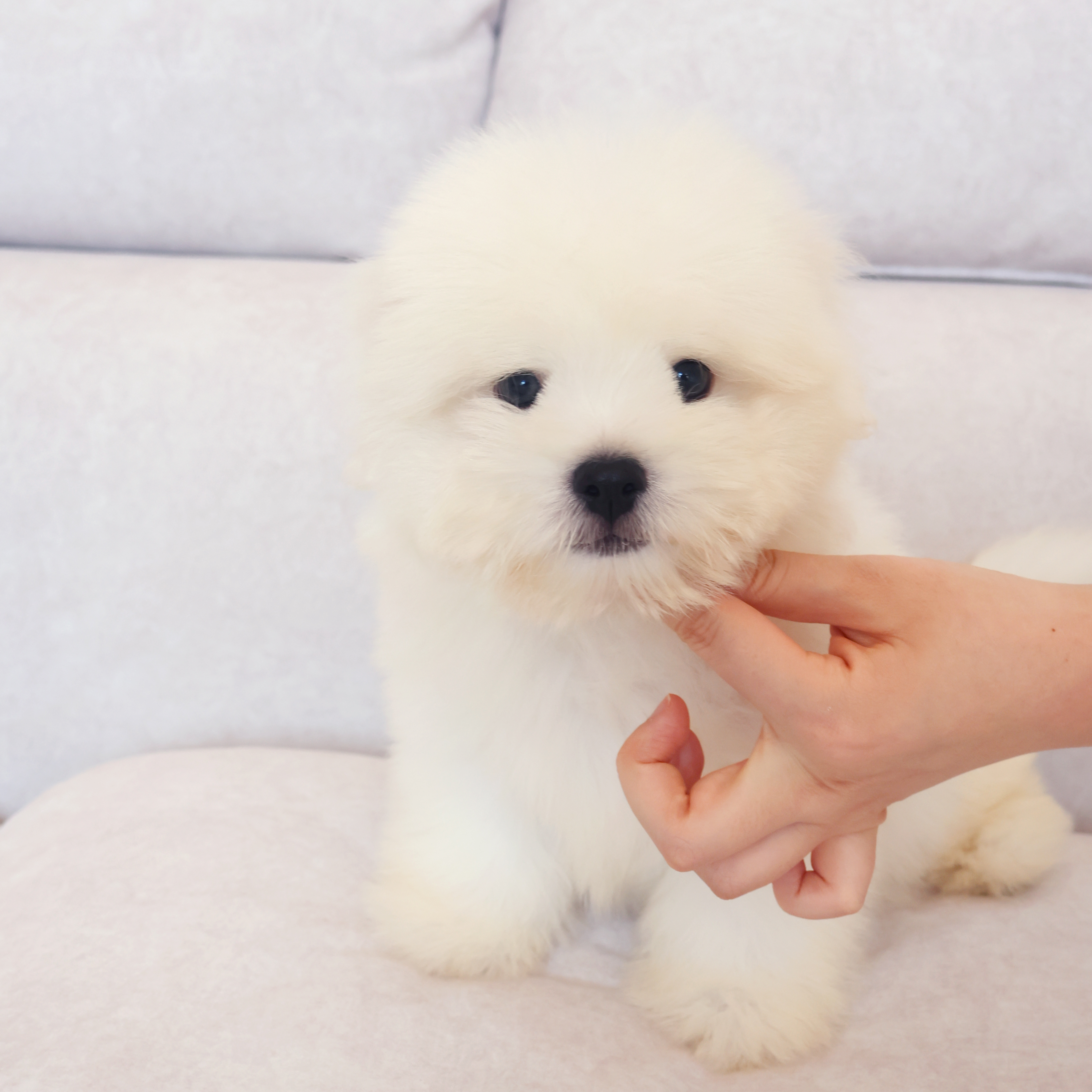 Coton de Tulear - 해달이