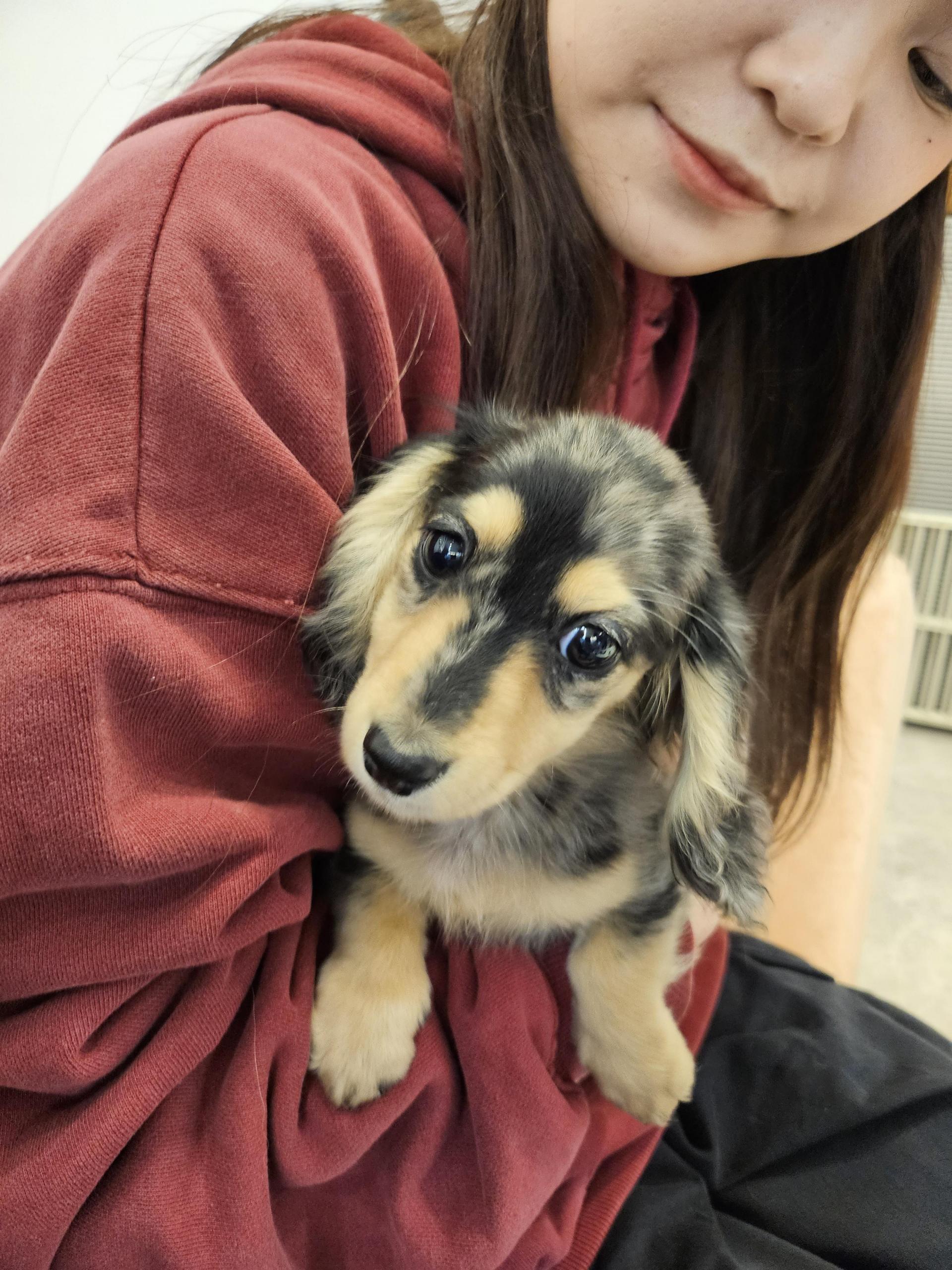 분양후기] 11-27 닥스훈트 분양후기 : 강아지를 진심으로 사랑하는 소녀에서 시작된 브랜드, YOURPET (유어펫) 고객후기, image size:1920x2560