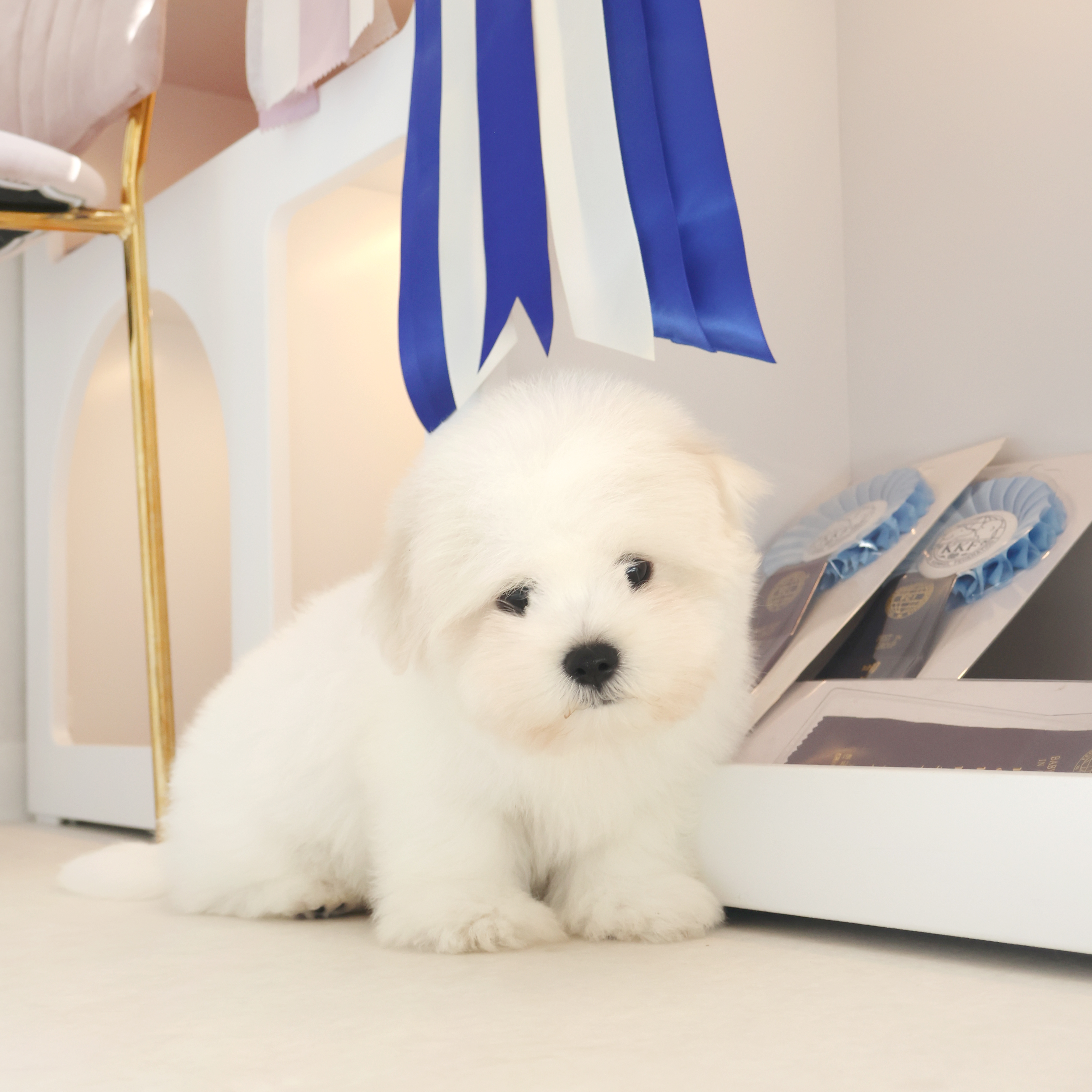 Coton de Tulear - 율무