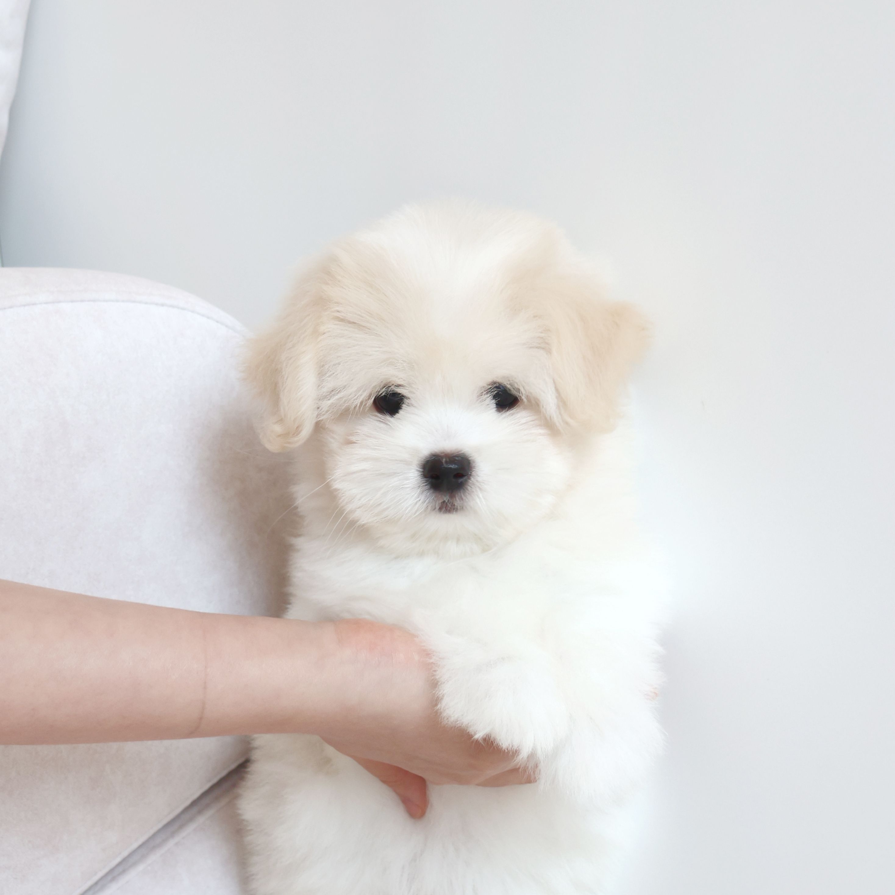 Coton de Tulear - 제리