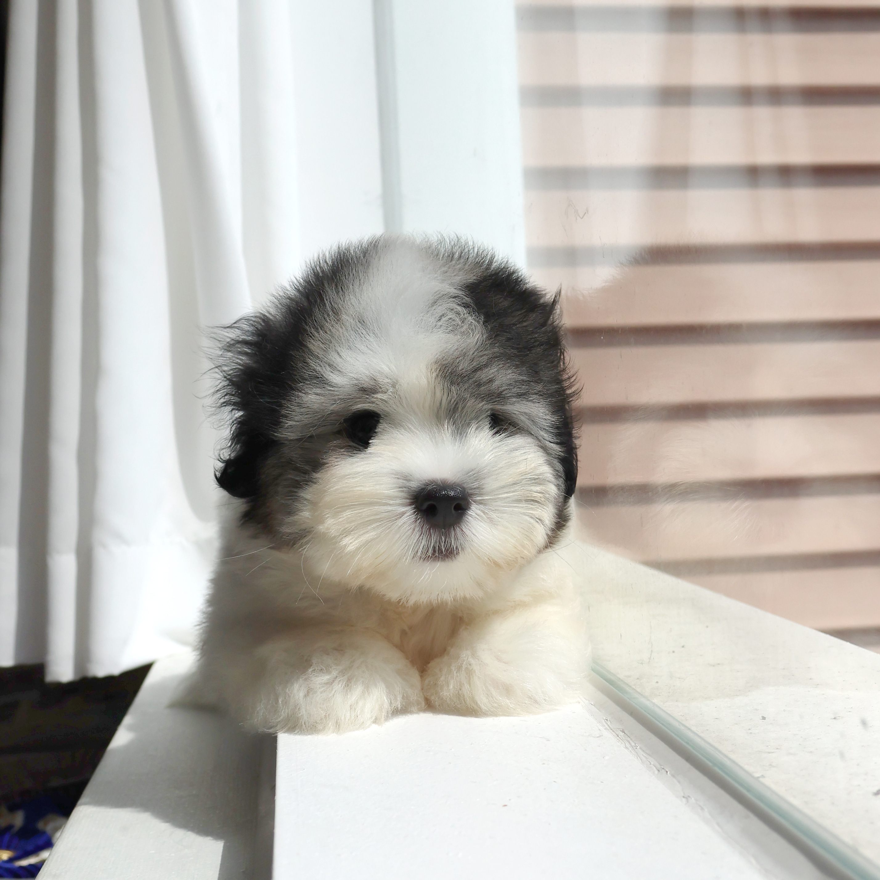 Coton de Tulear - 오레오