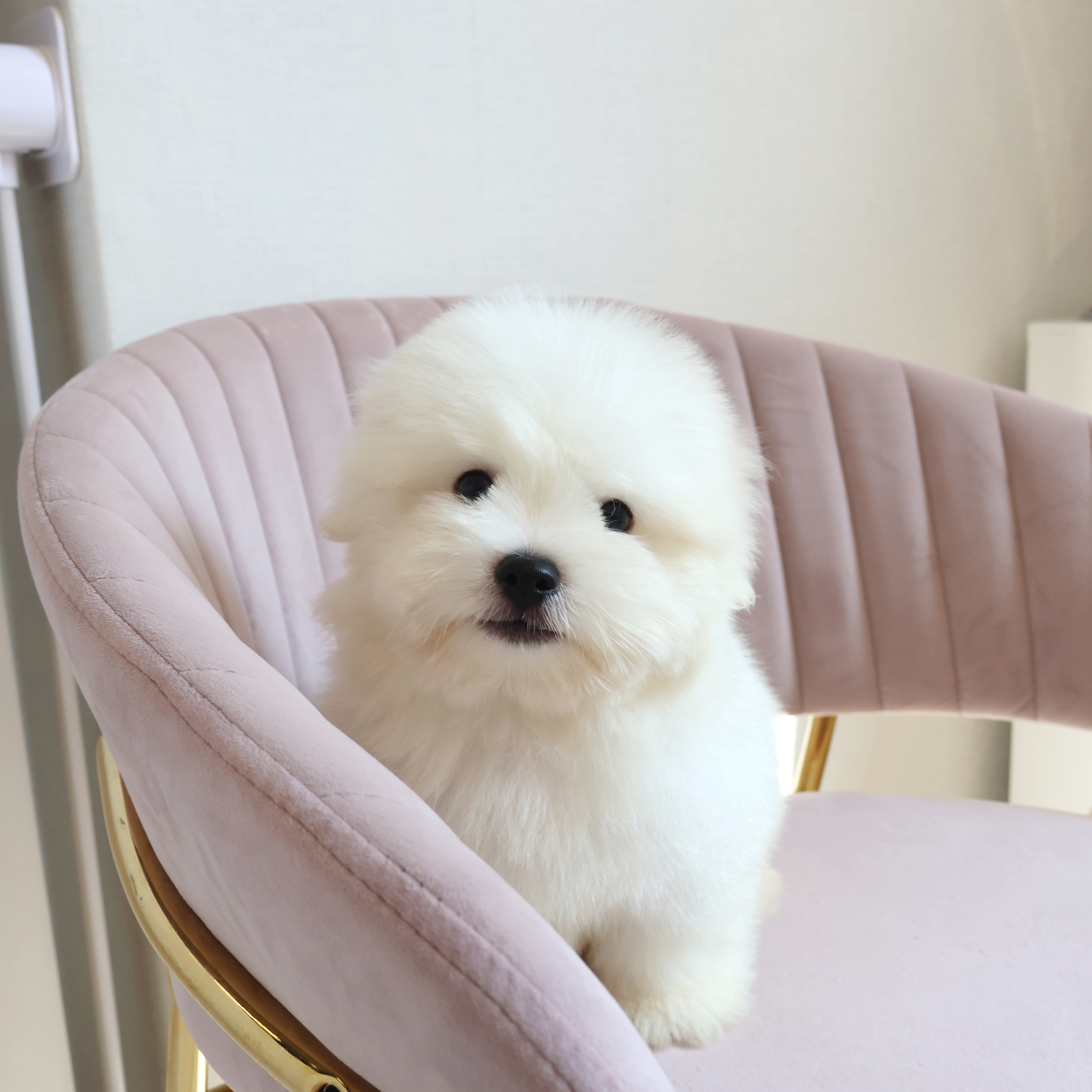 Coton de Tulear - 해달이