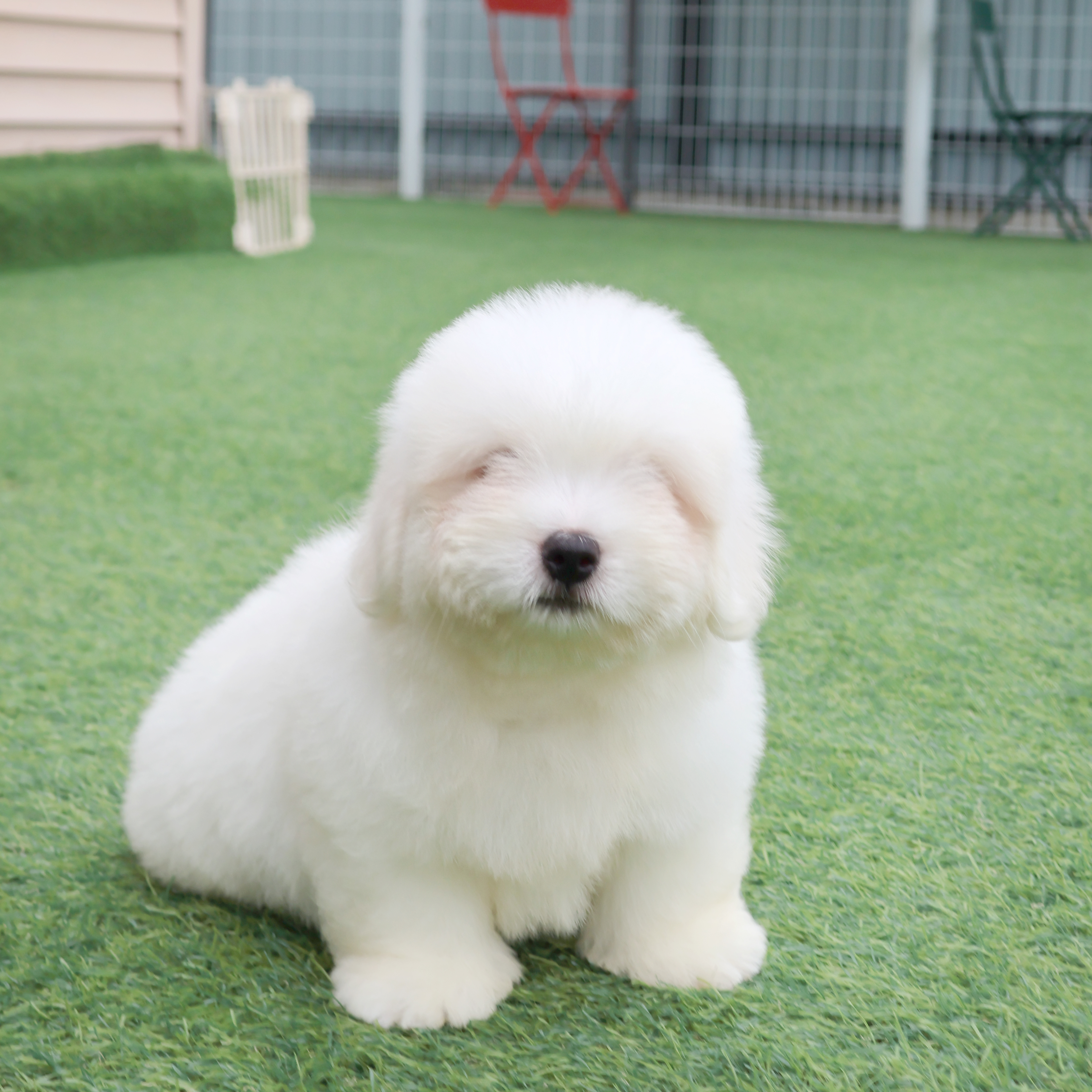 Coton de Tulear -제트