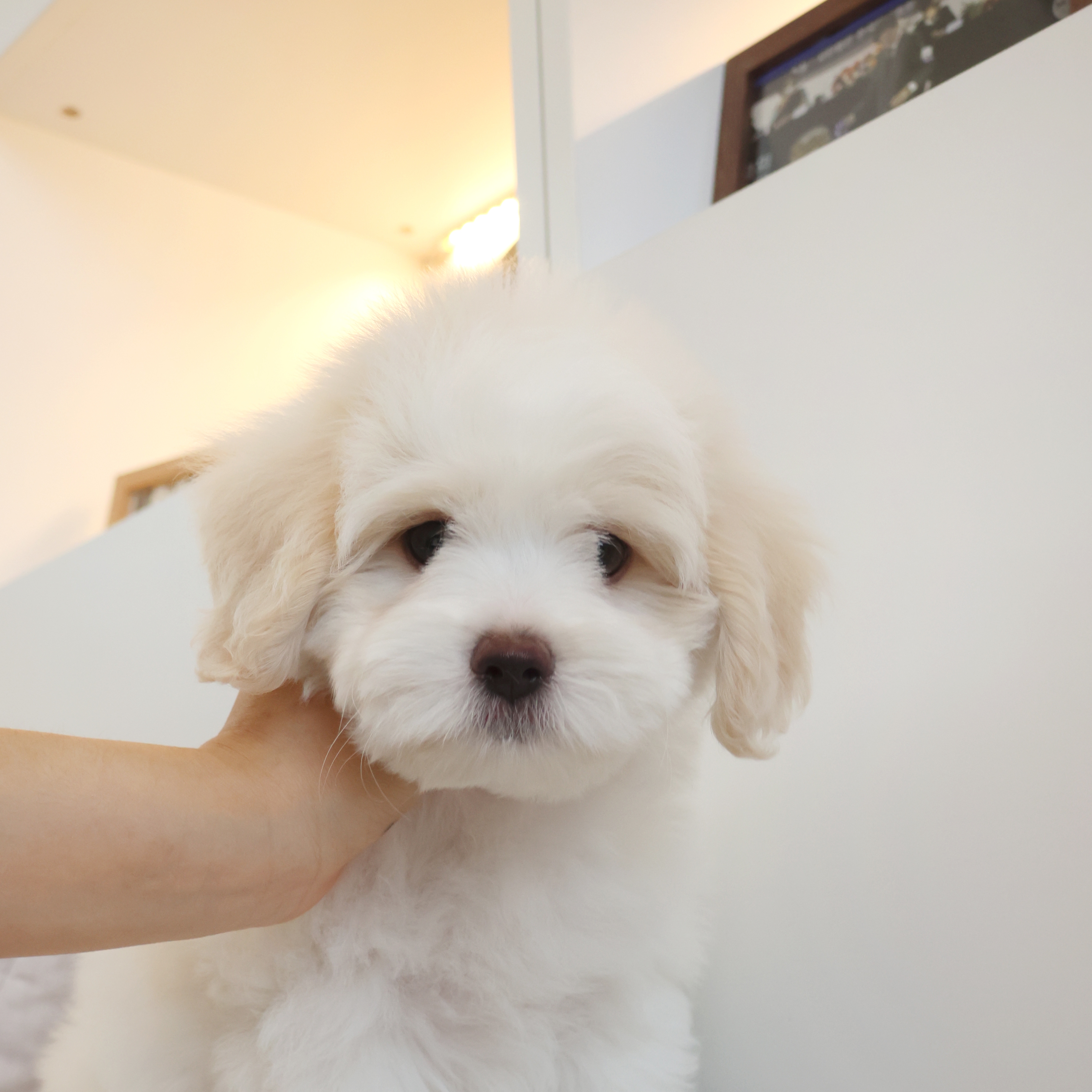 Coton de Tulear - 포포