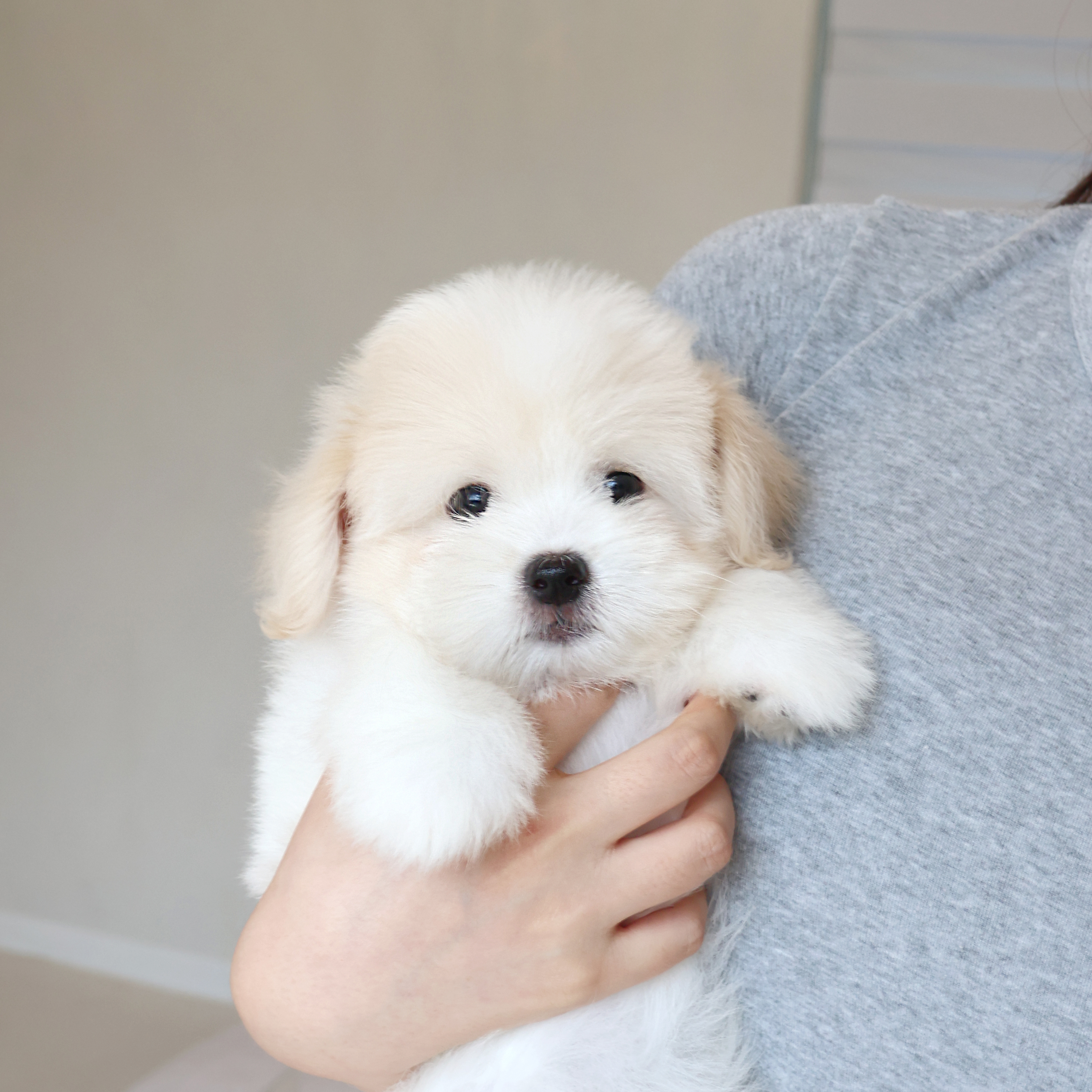 Coton de Tulear - 제리