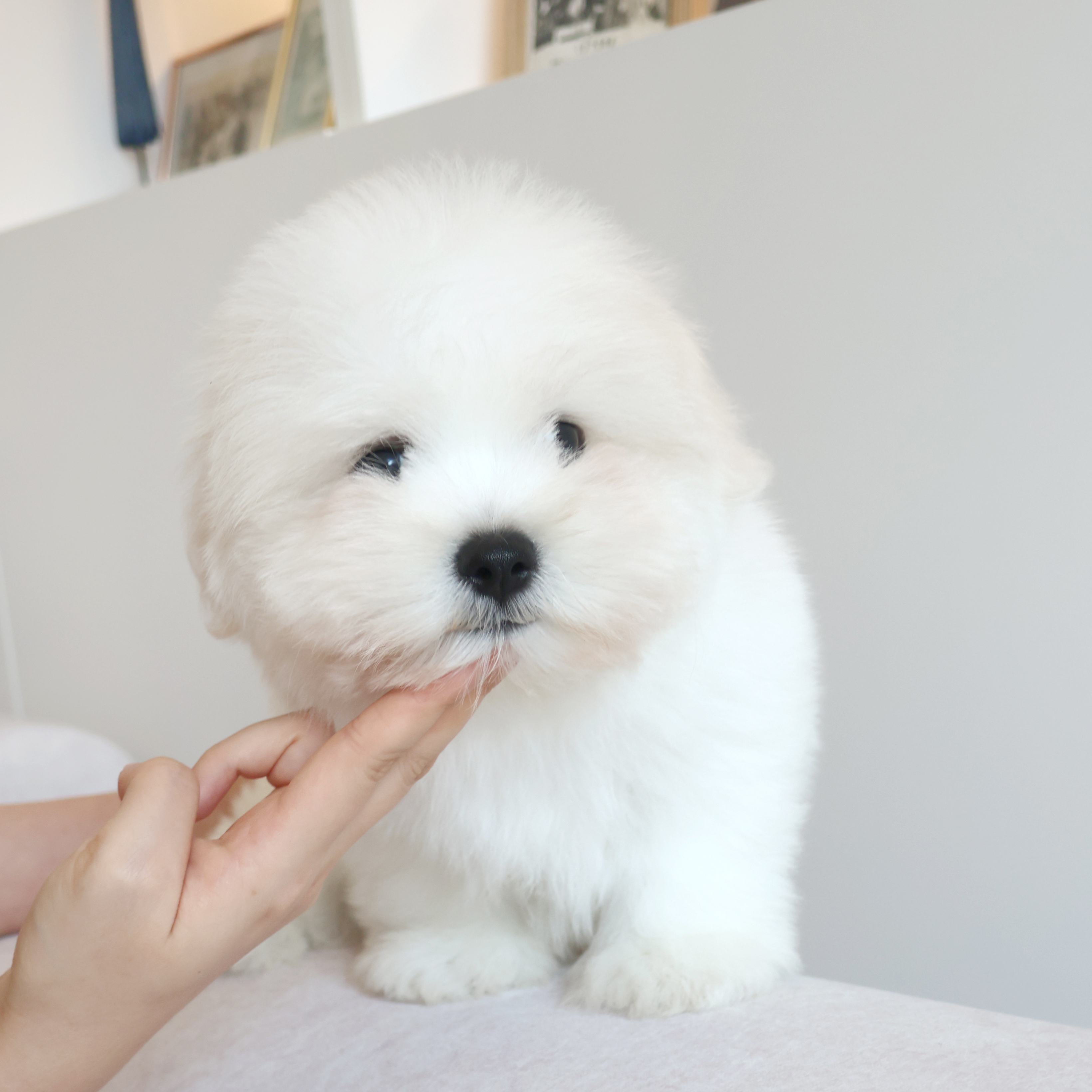 Coton de Tulear - 율무