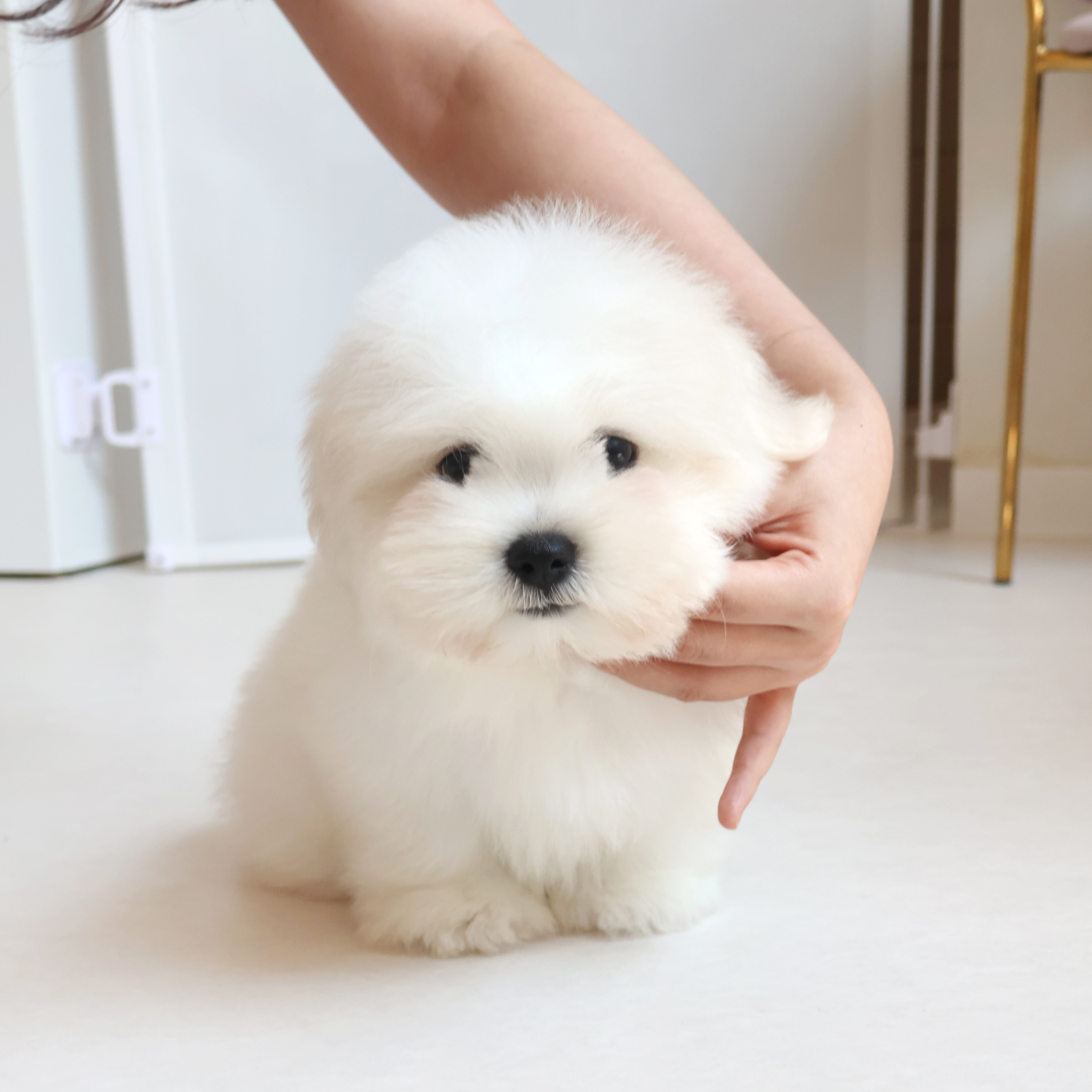 Coton de Tulear - 율무