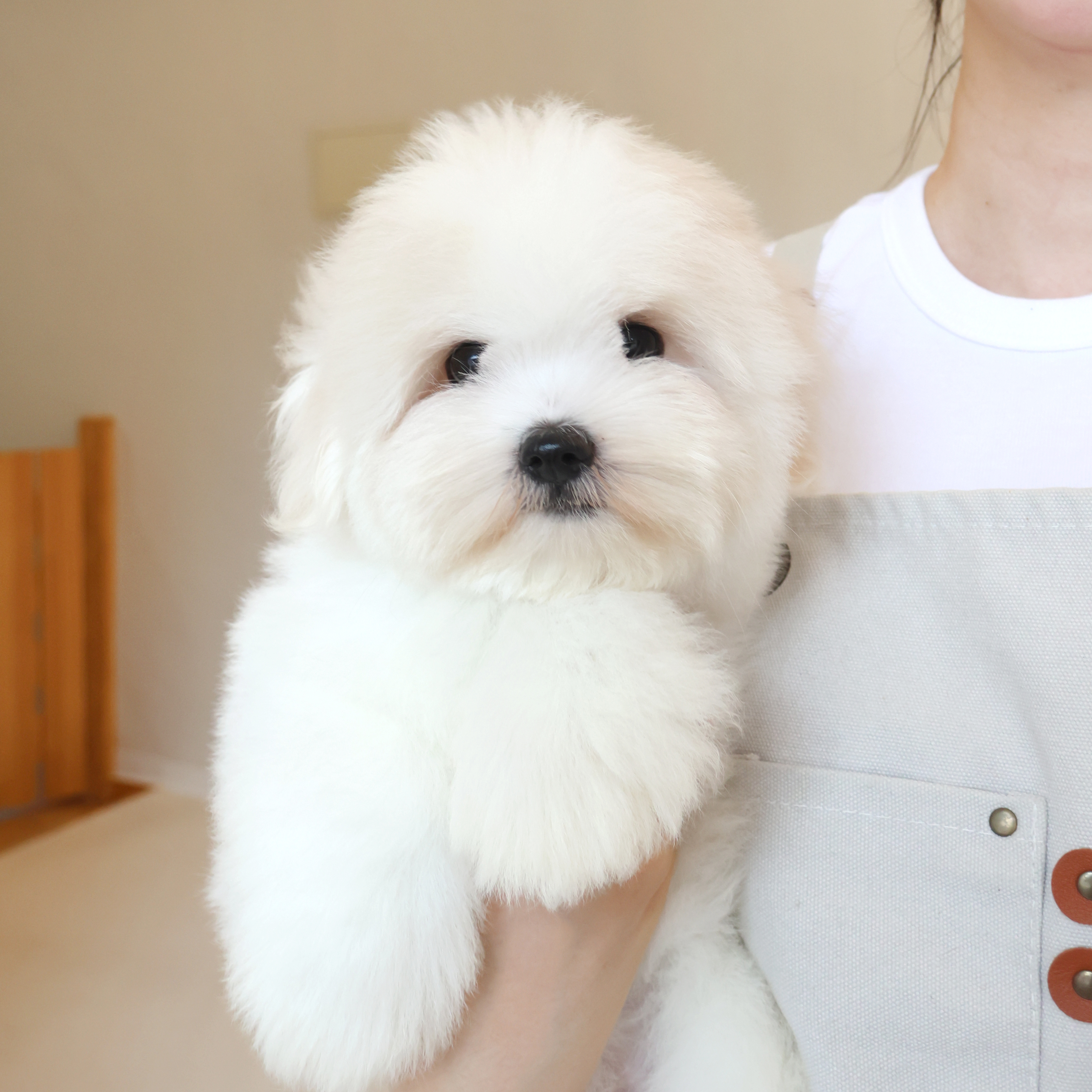 Coton de Tulear - 모모