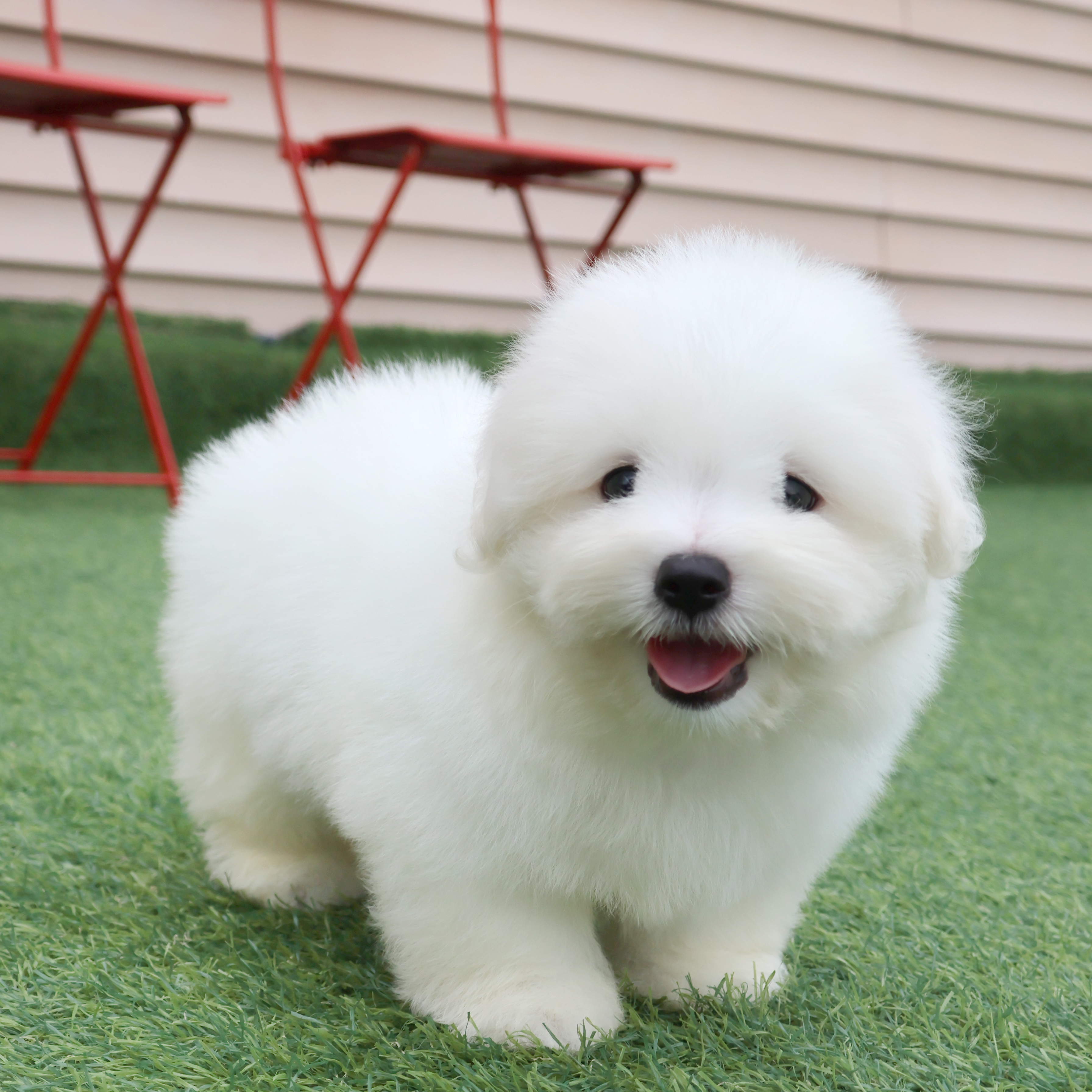 Coton de Tulear - 리안