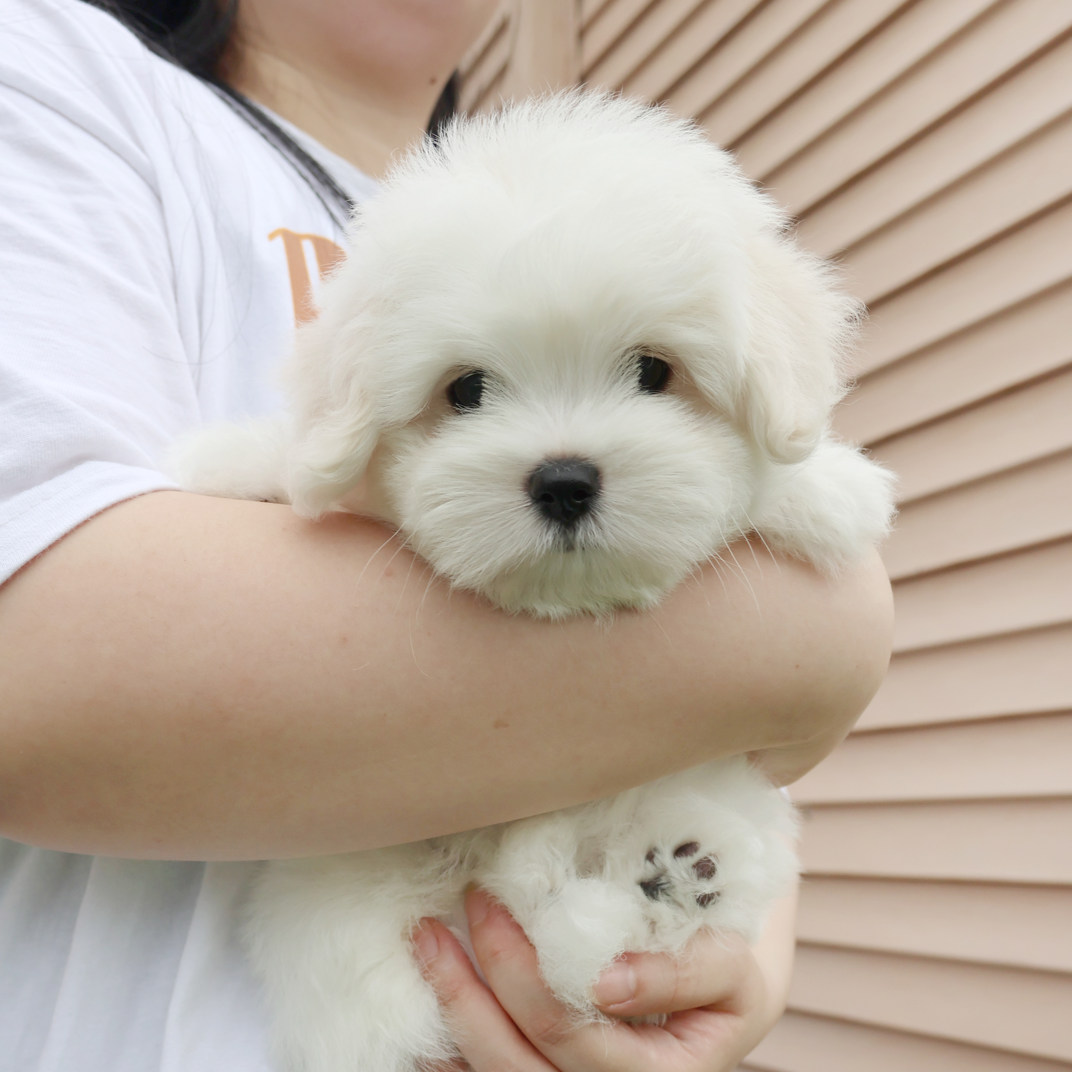 Coton de Tulear - 앙꼬