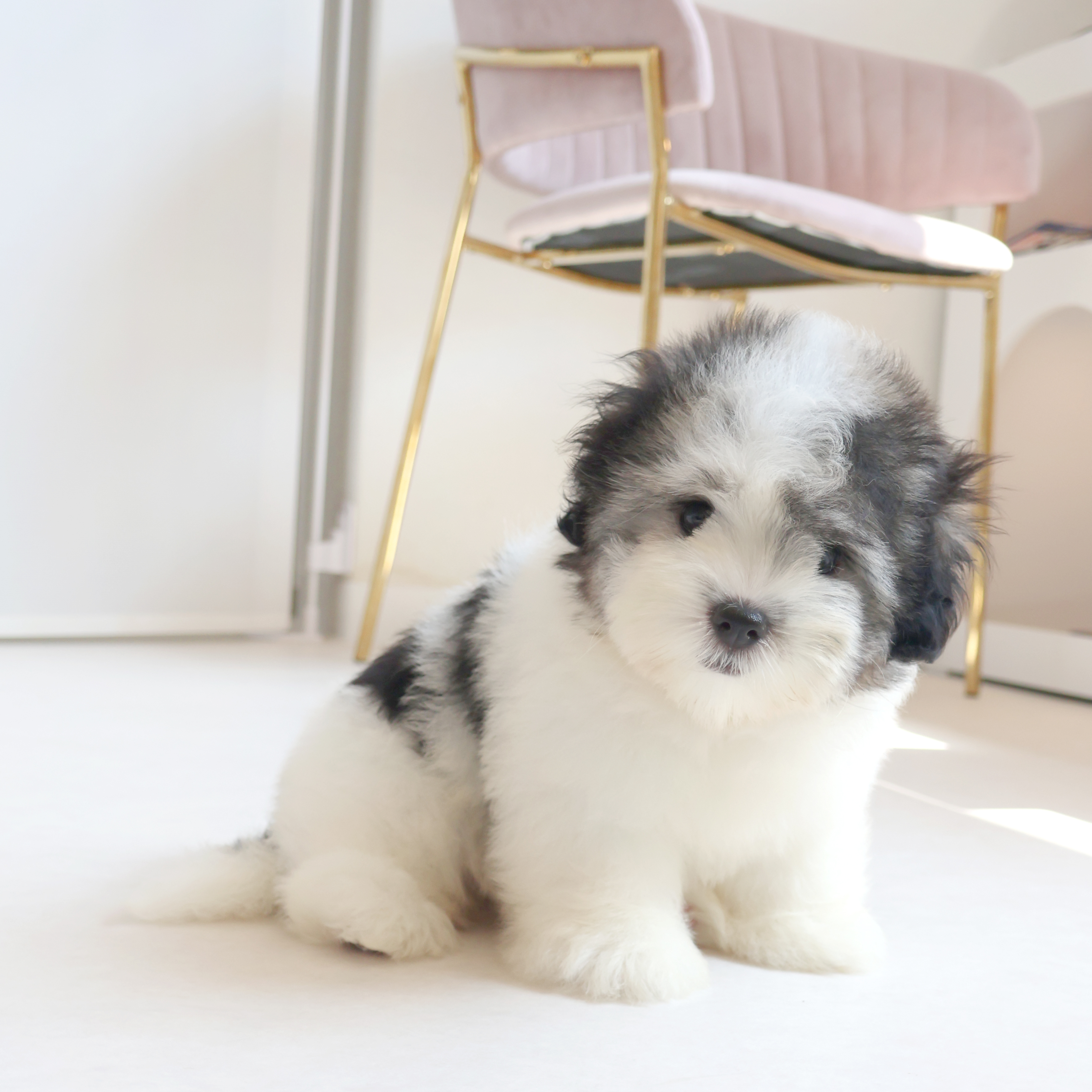 Coton de Tulear - 오레오