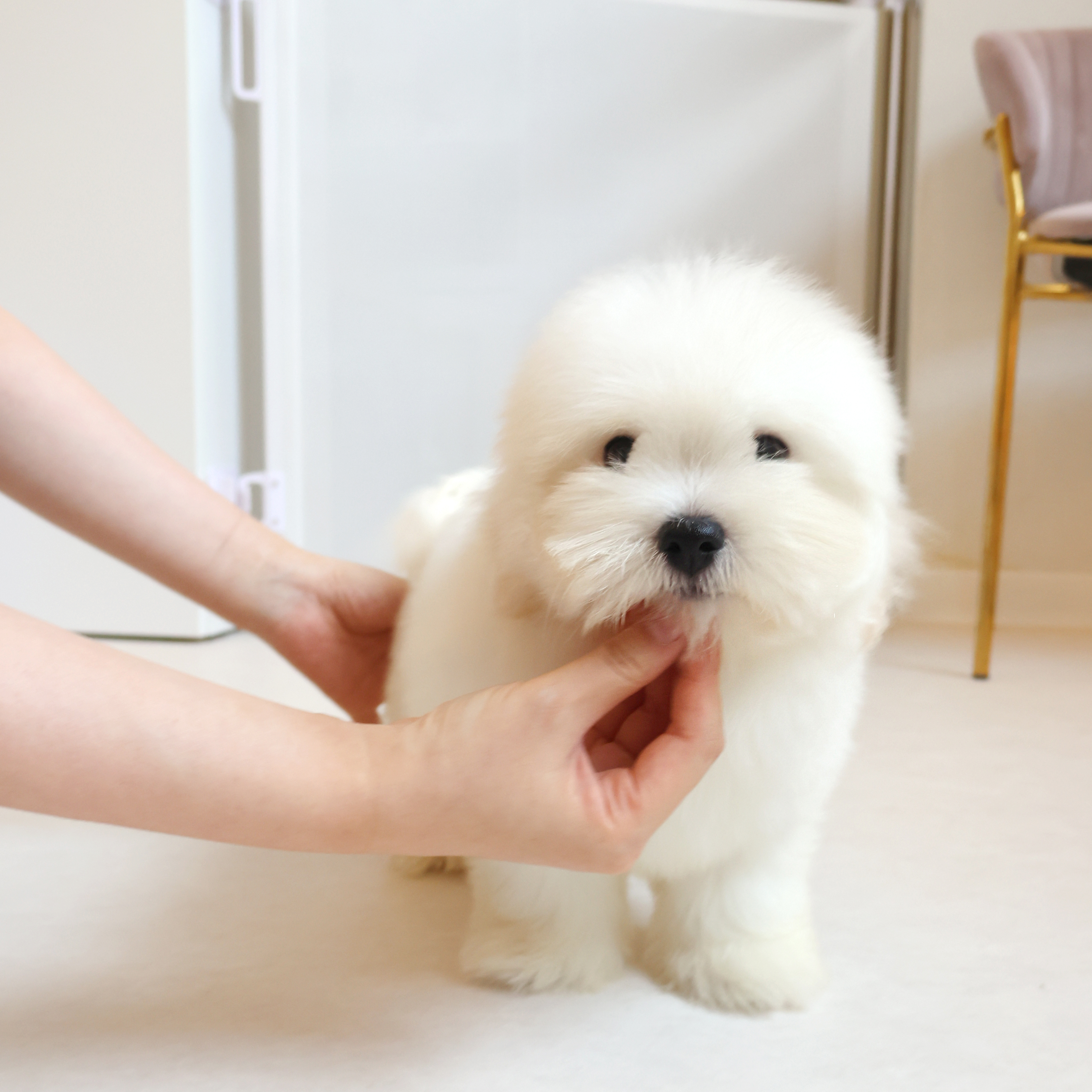 Coton de Tulear - 밍크