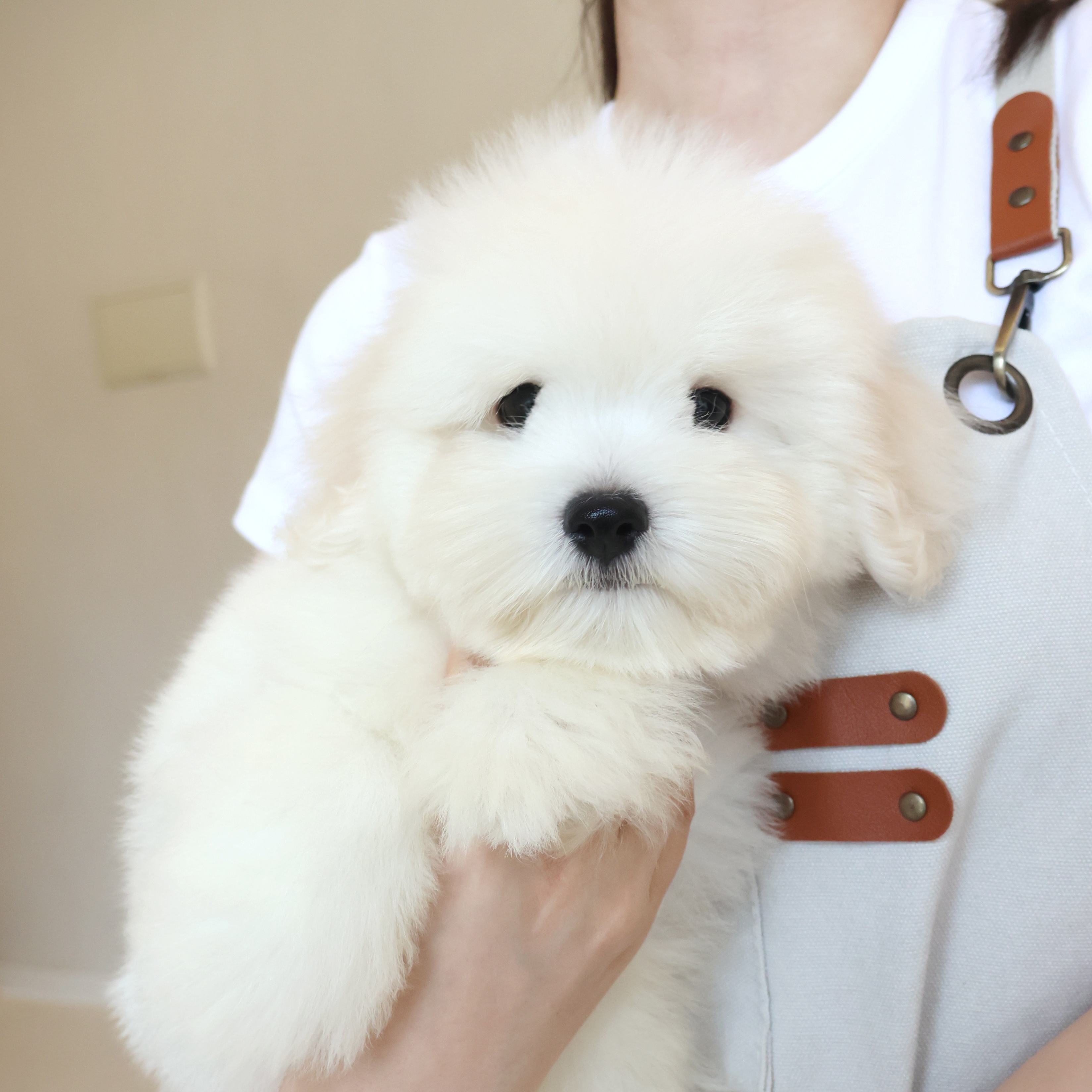 Coton de Tulear - 밍크
