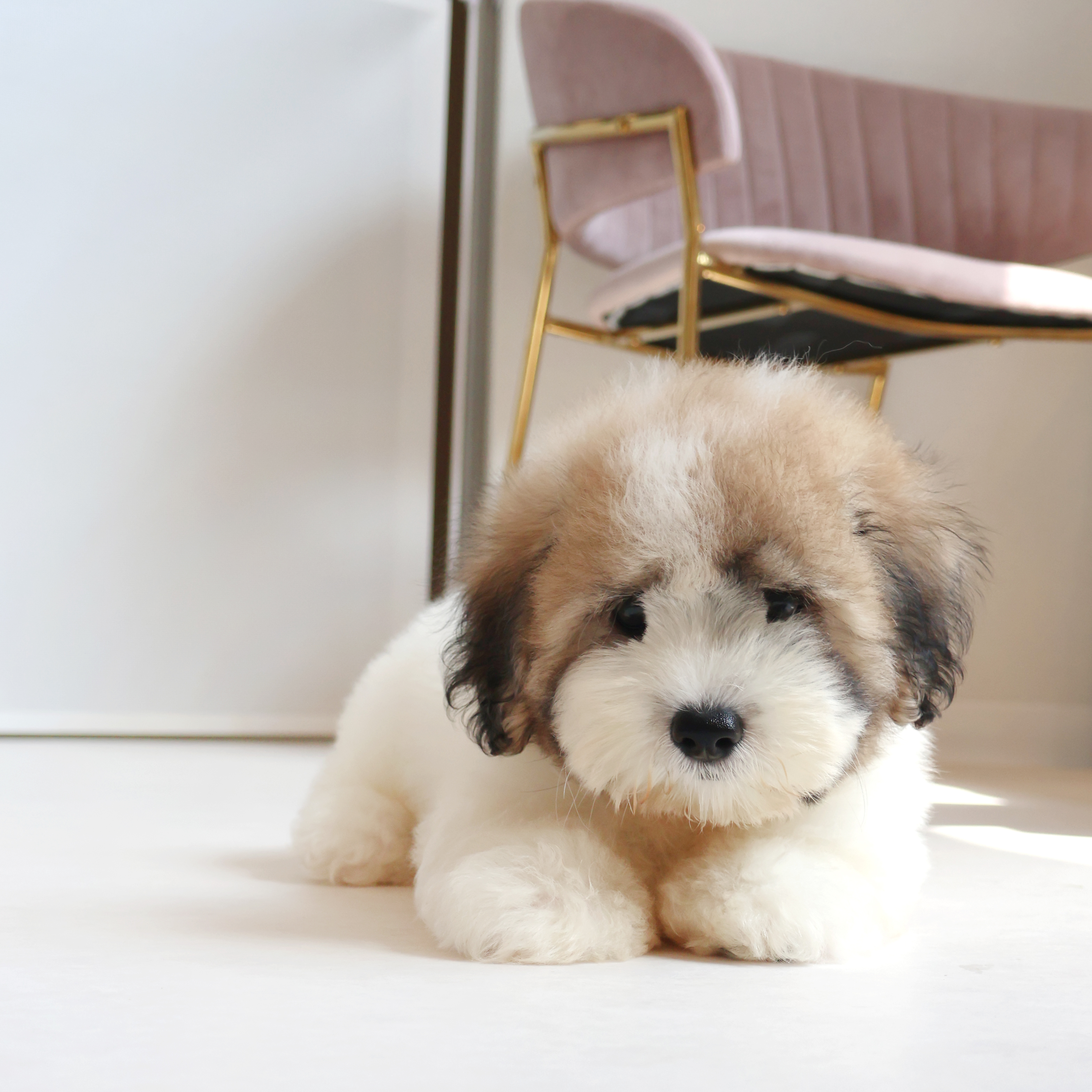 Coton de Tulear - 수달이