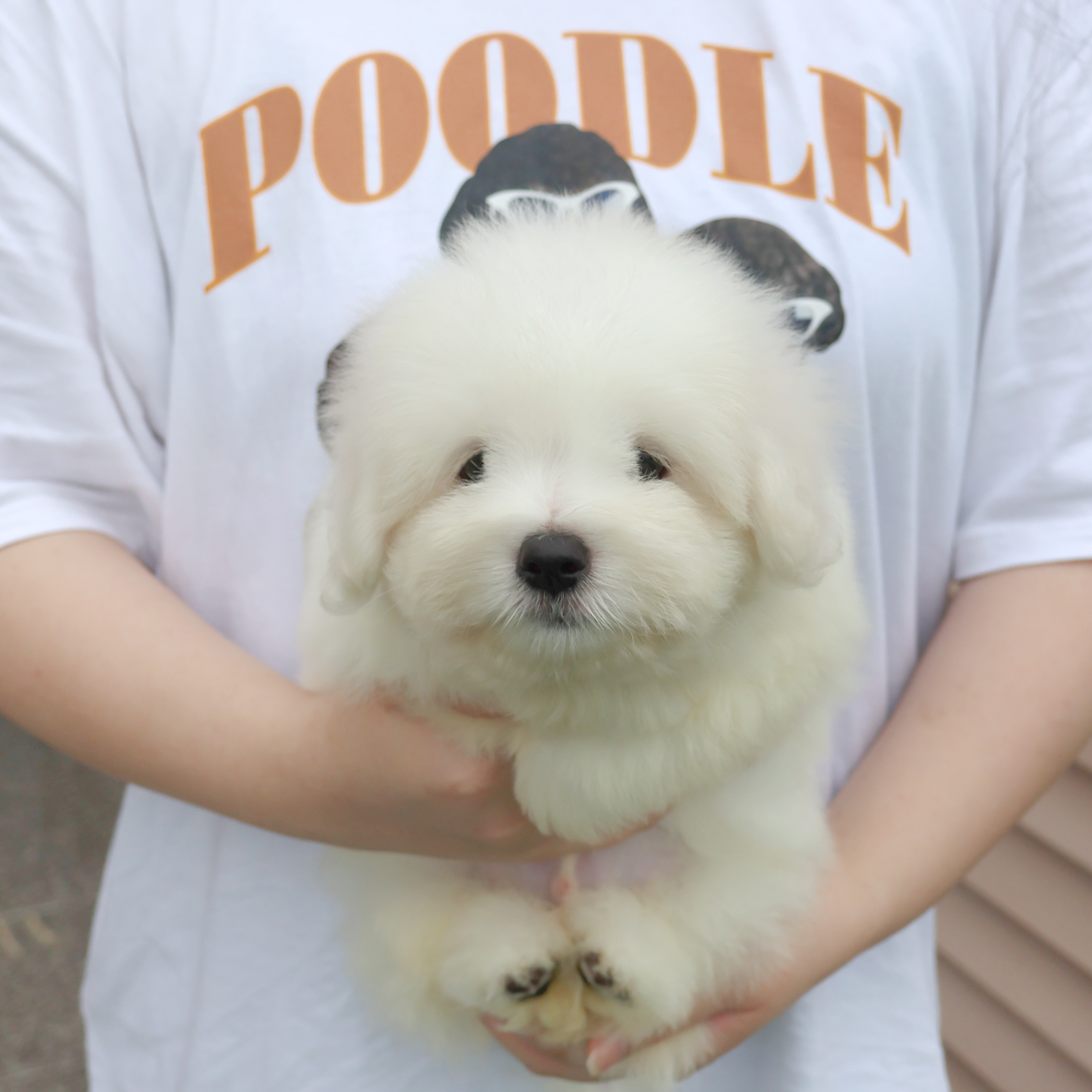 Coton de Tulear - 리안