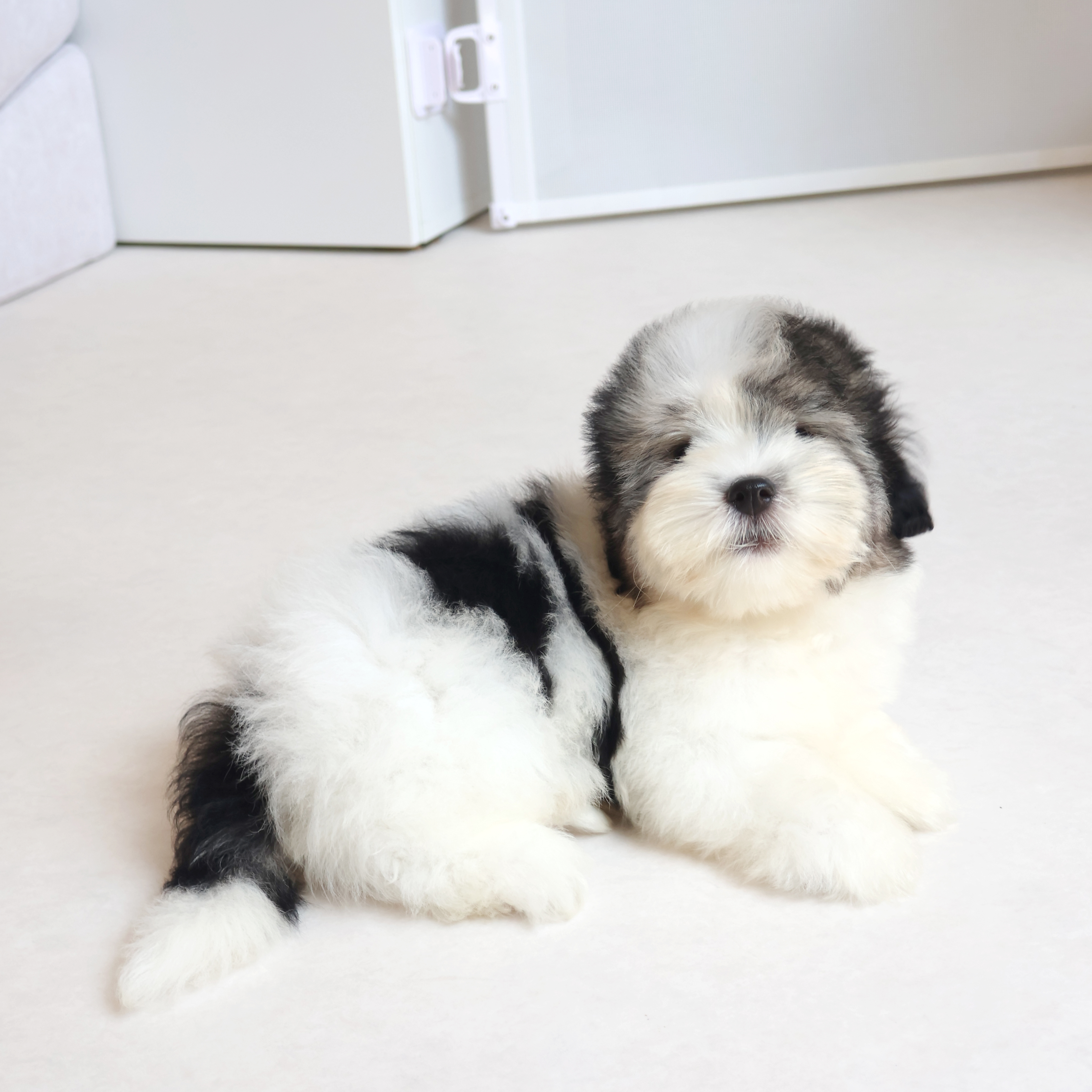 Coton de Tulear - 오레오