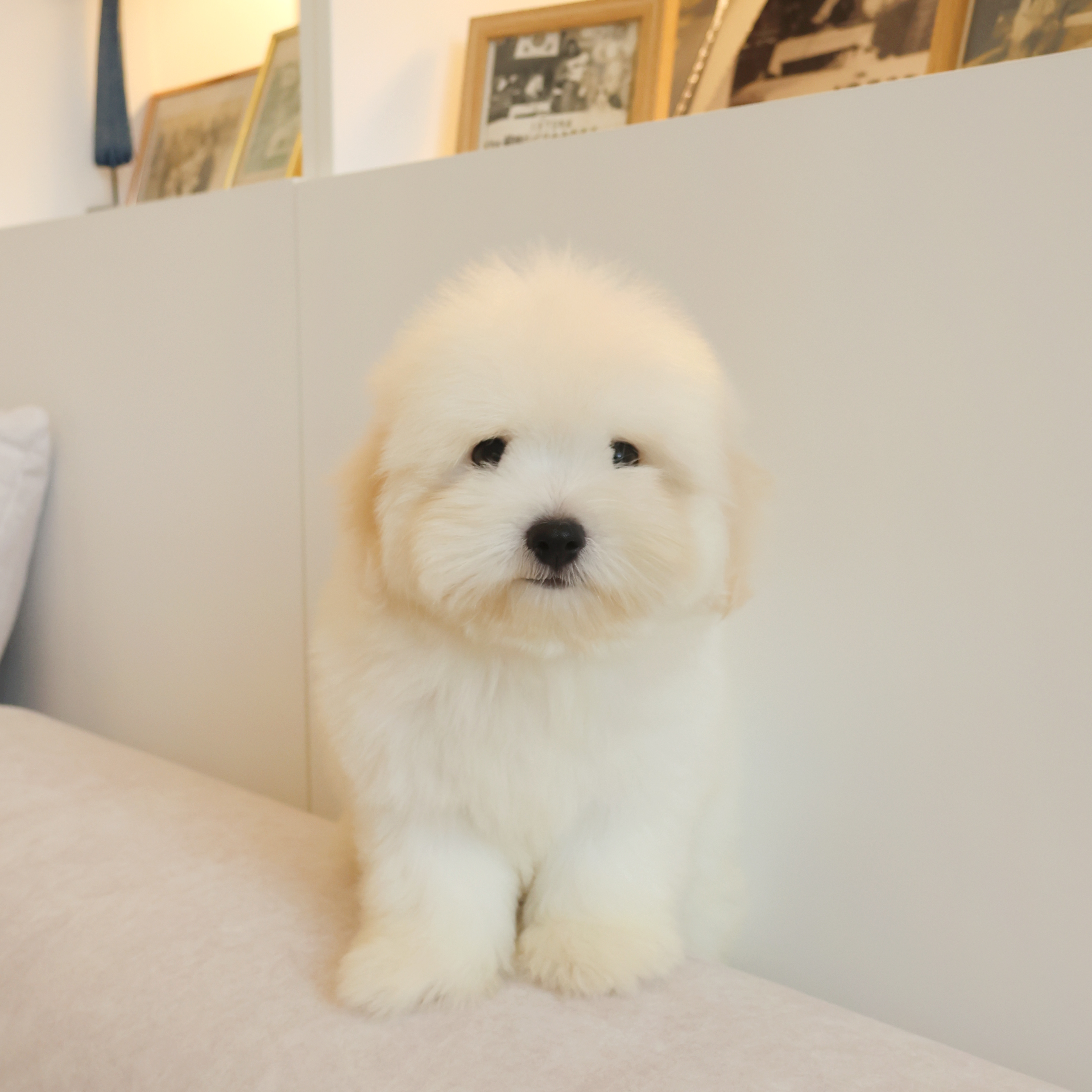 Coton de Tulear - 밍크