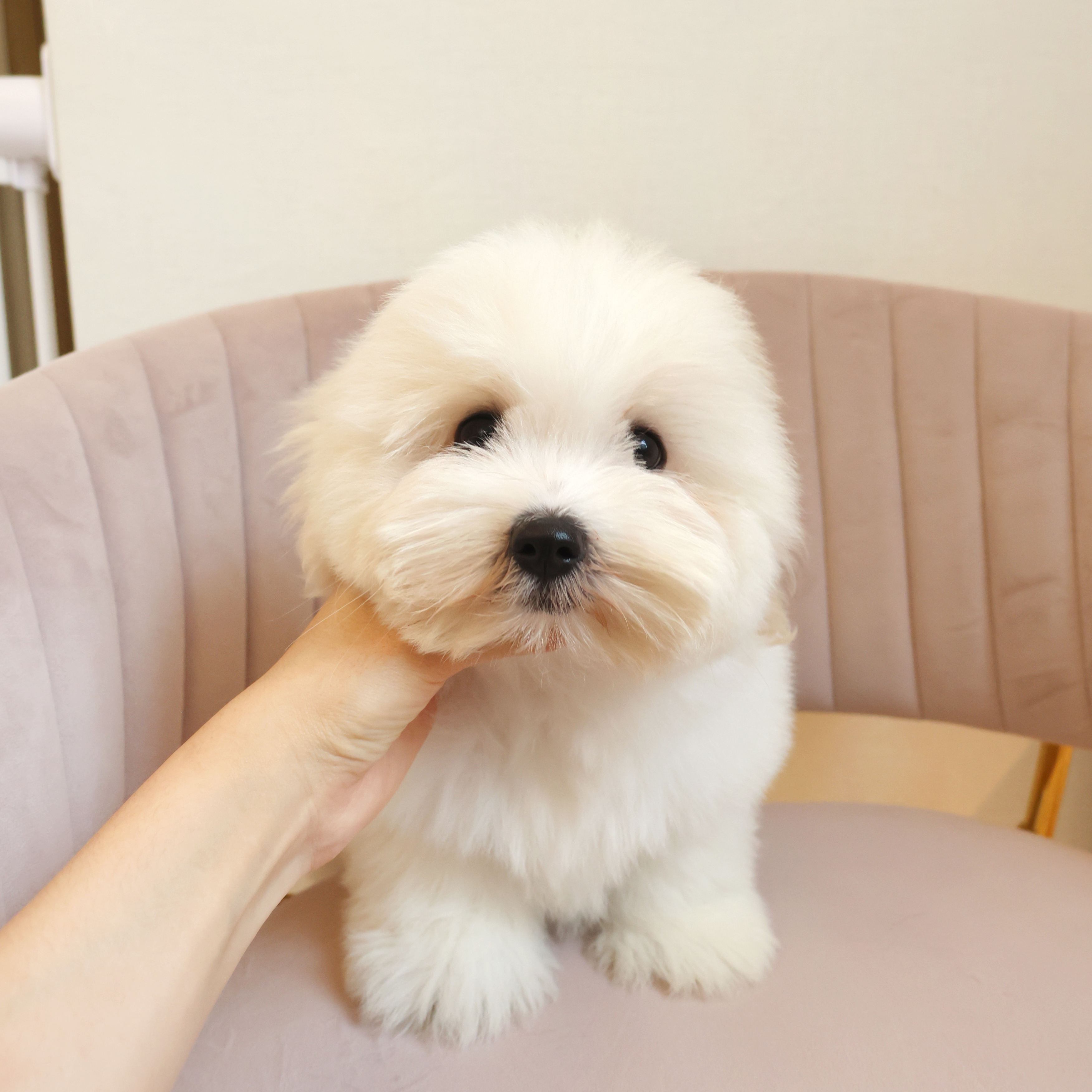 Coton de Tulear - 모모