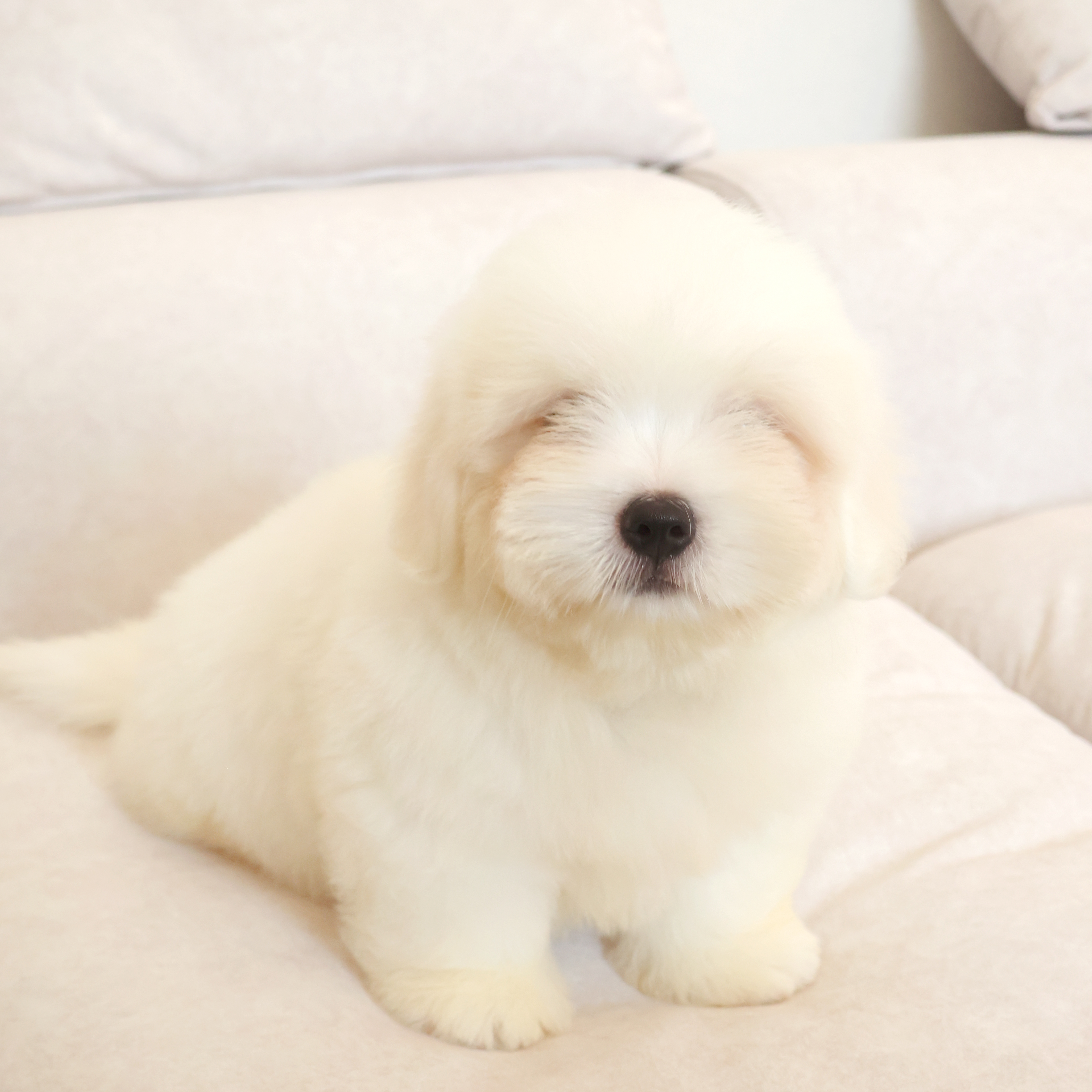 Coton de Tulear -제트