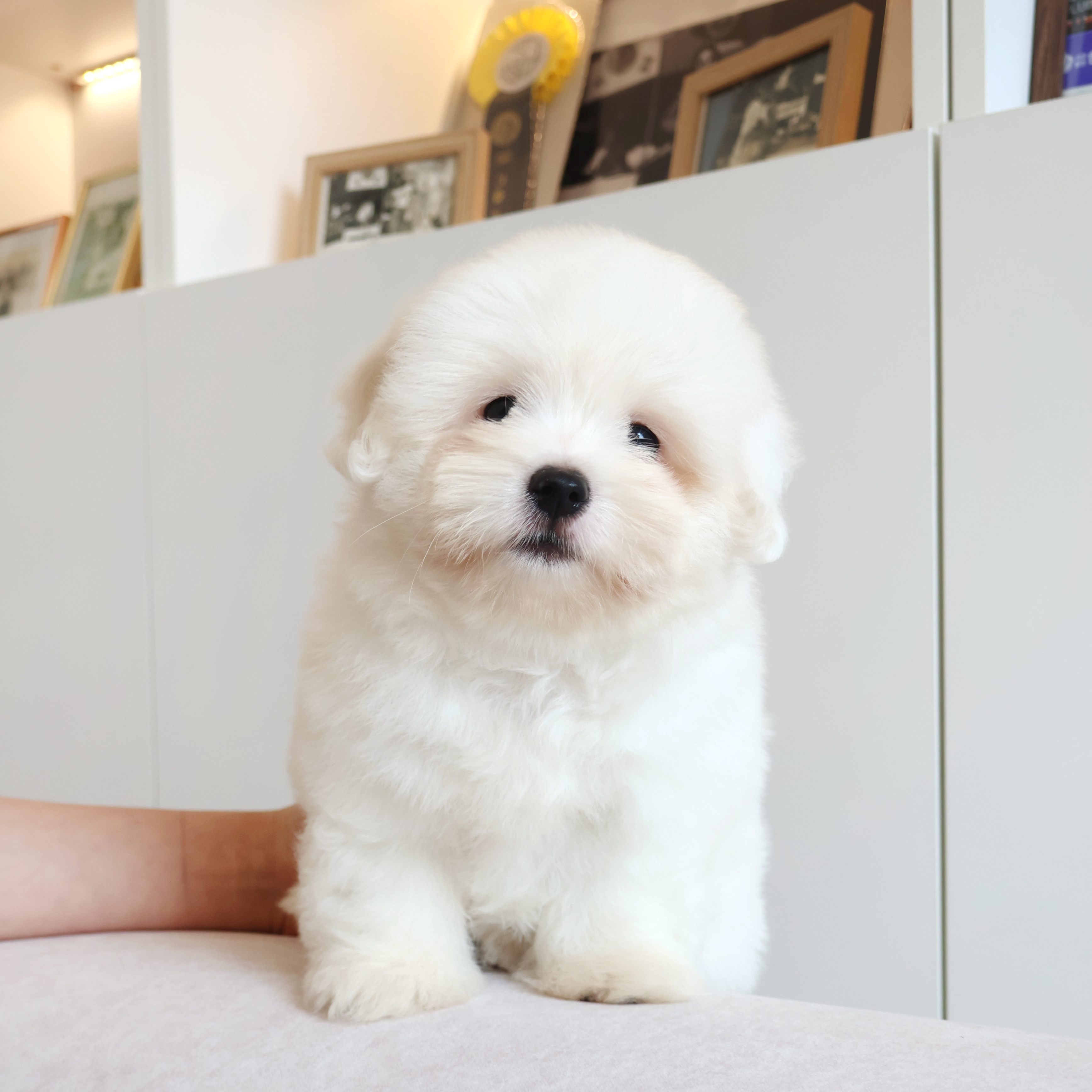 Coton de Tulear - 치치