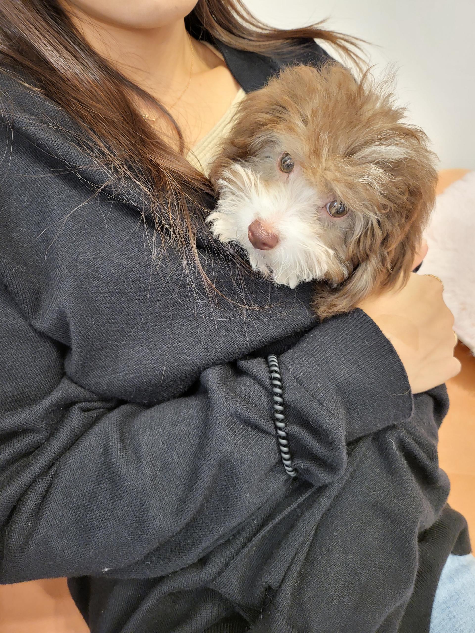 분양후기] 10-04 초코파티 푸들 분양후기 : 강아지를 진심으로 사랑하는 소녀에서 시작된 브랜드, YOURPET (유어펫) 고객후기, image size:1920x2560