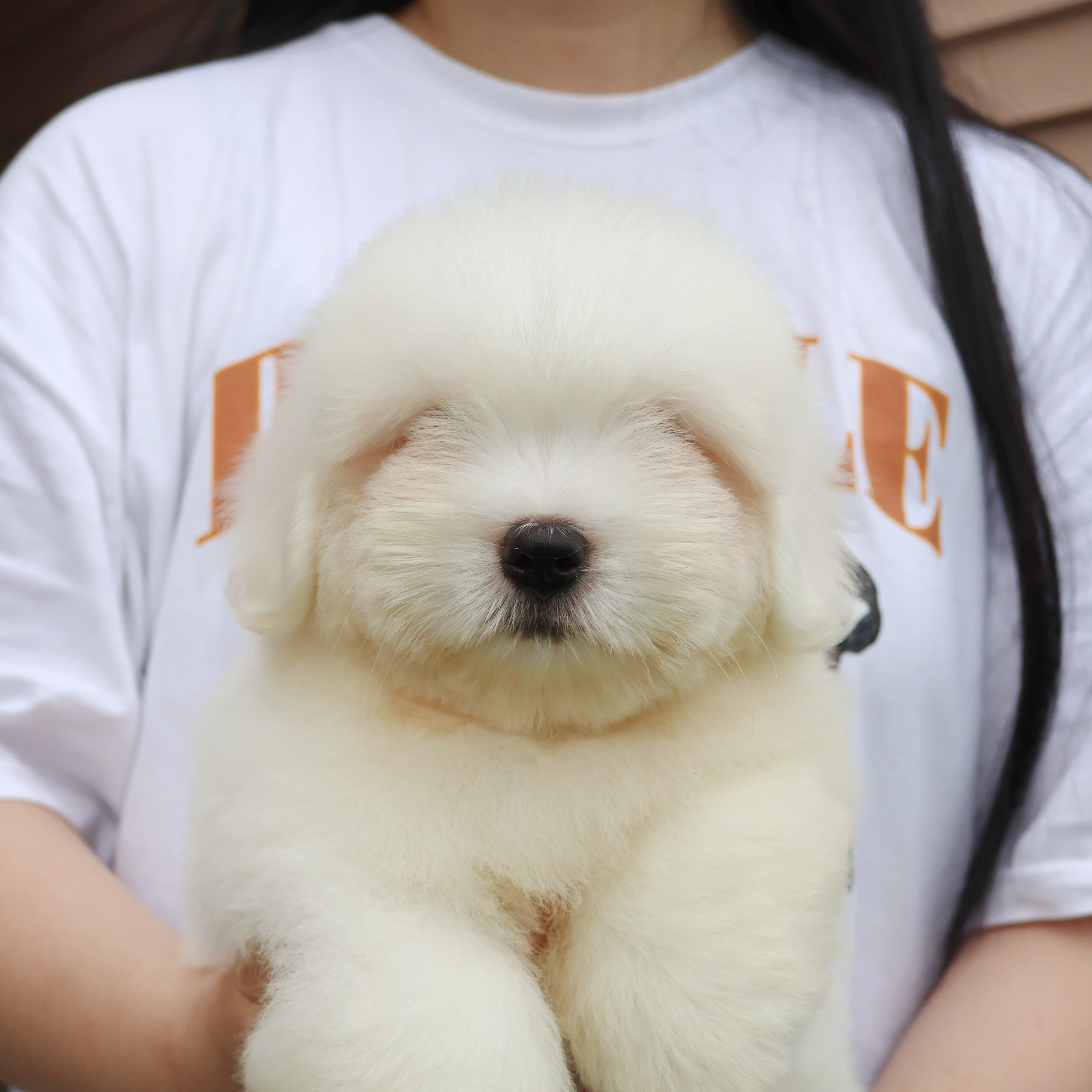 Coton de Tulear -제트