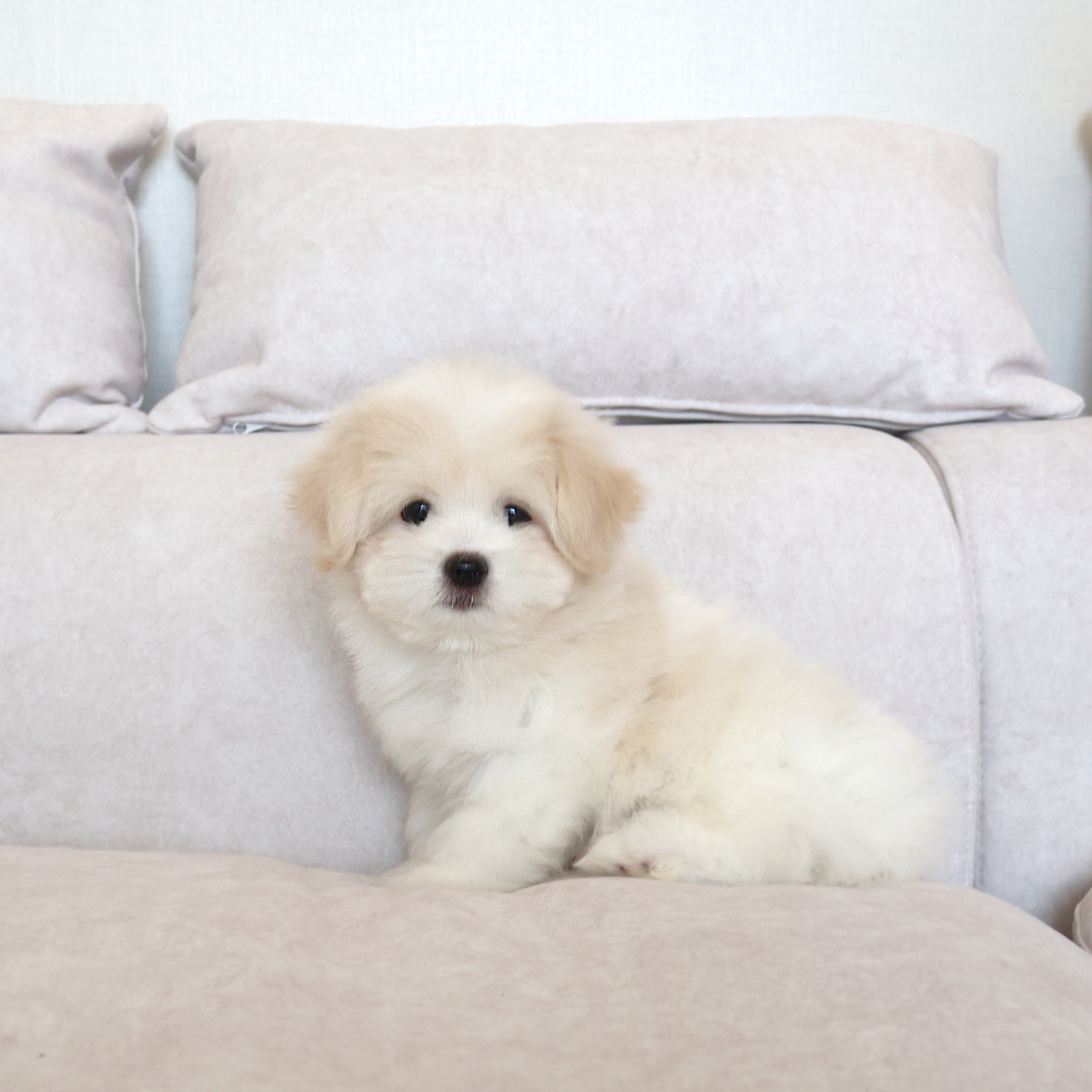 Coton de Tulear - 제리