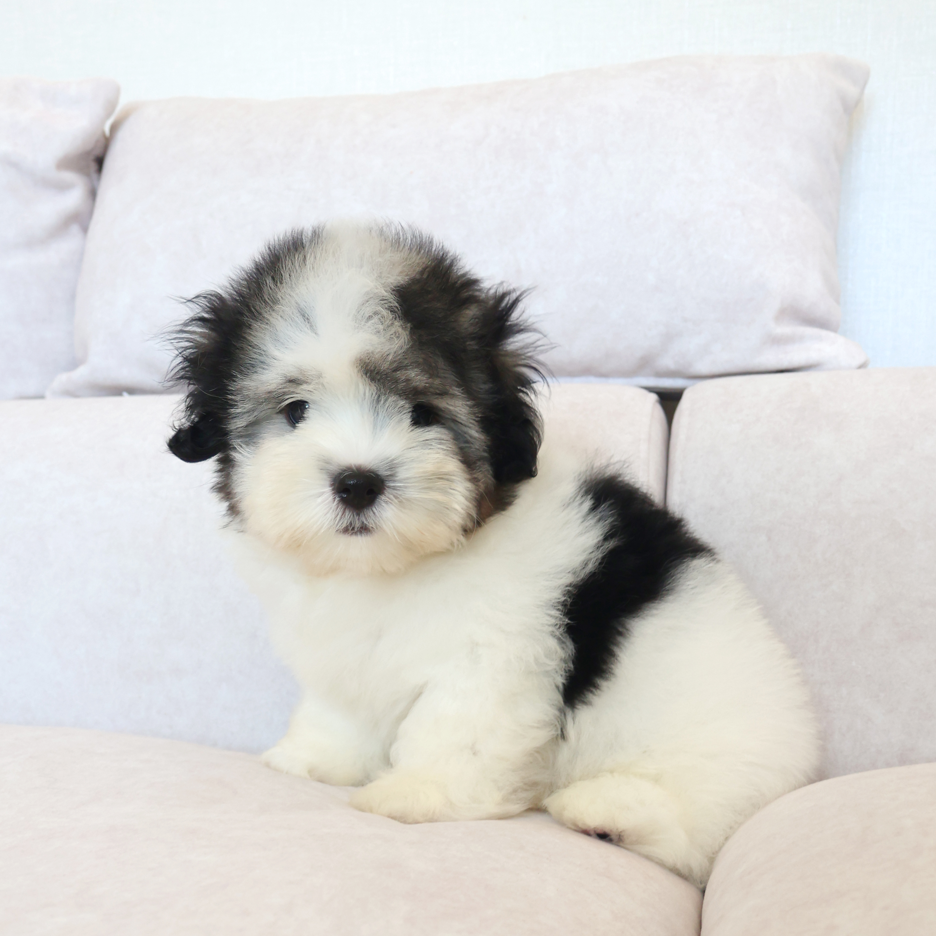 Coton de Tulear - 오레오