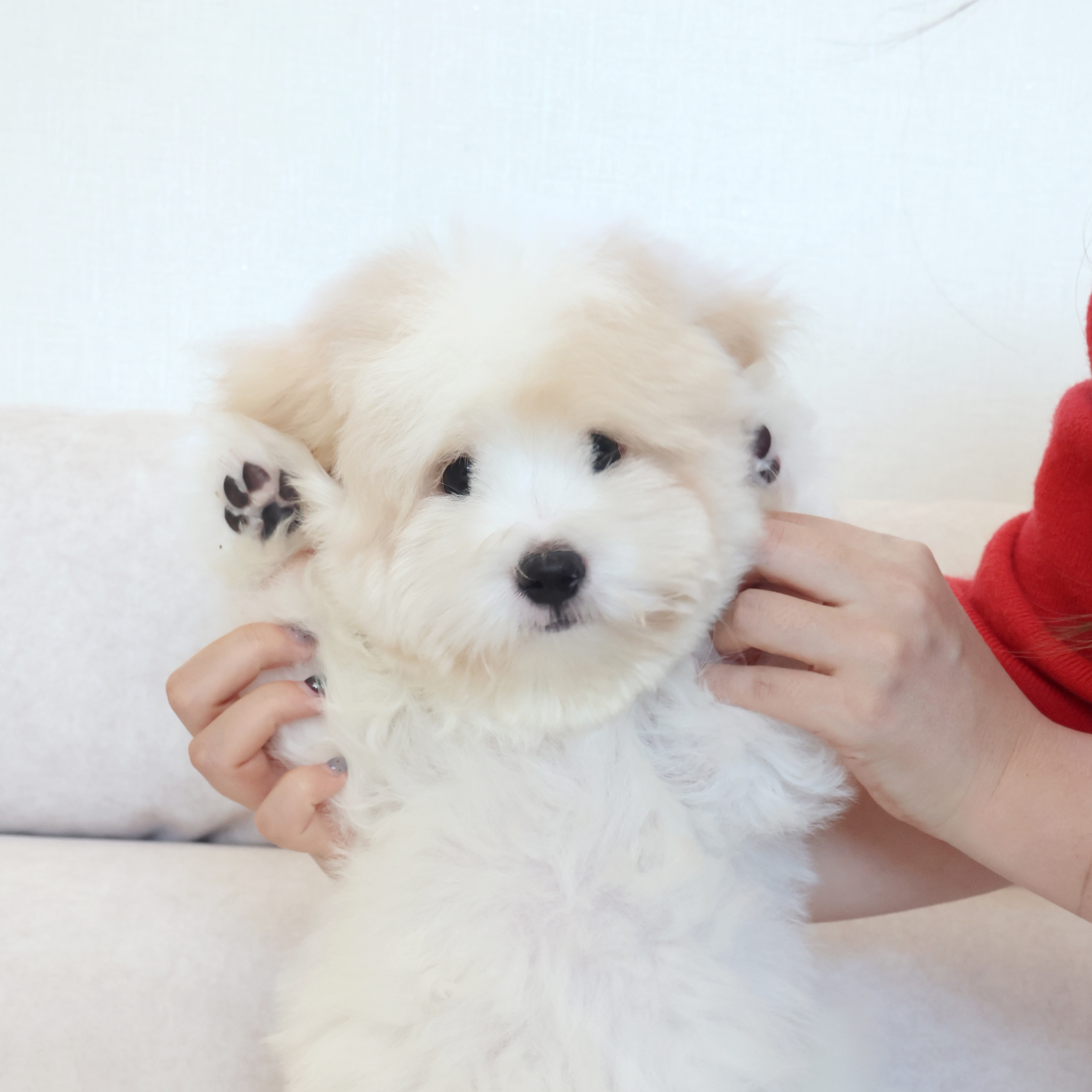 Coton de Tulear - 버터