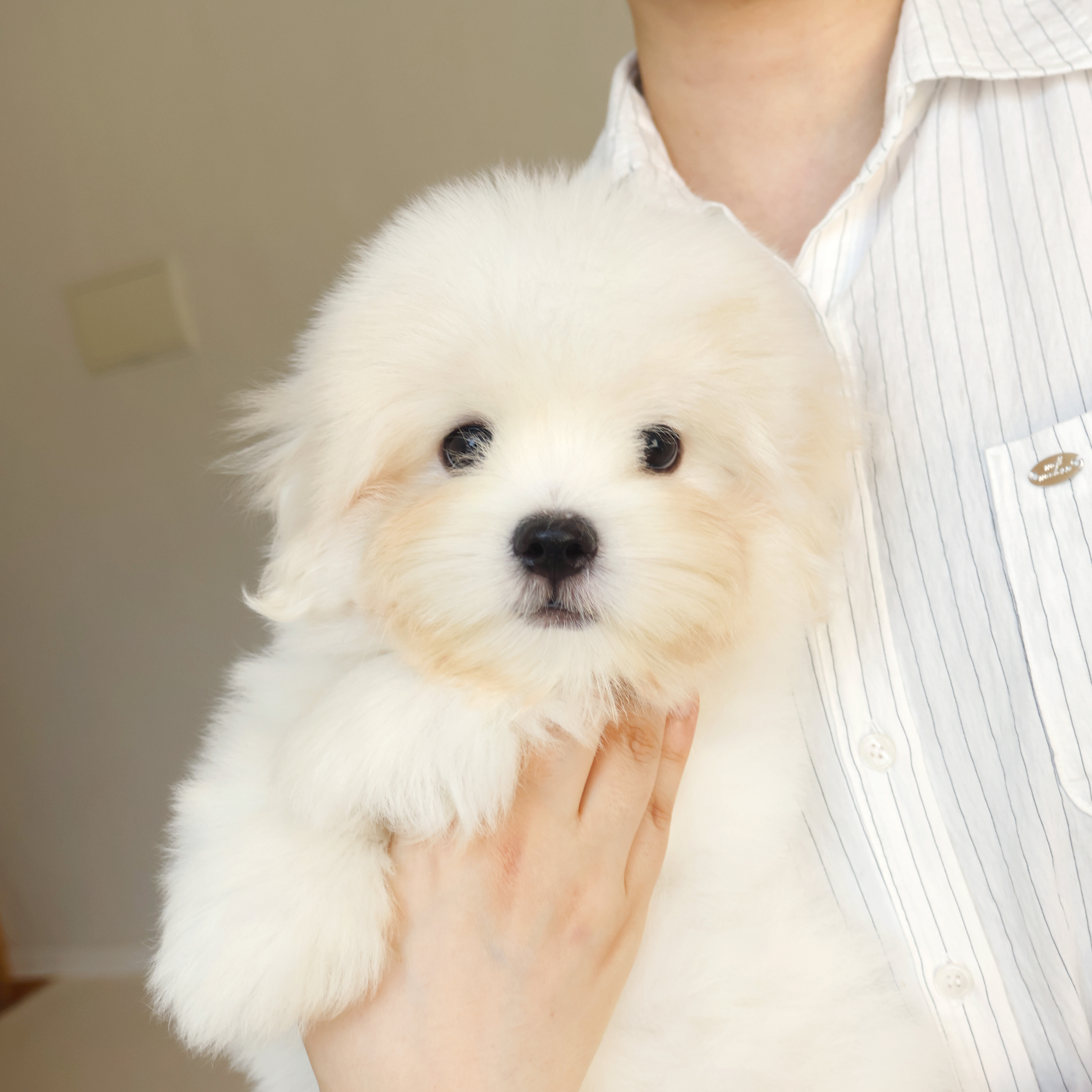 Coton de Tulear - 망고