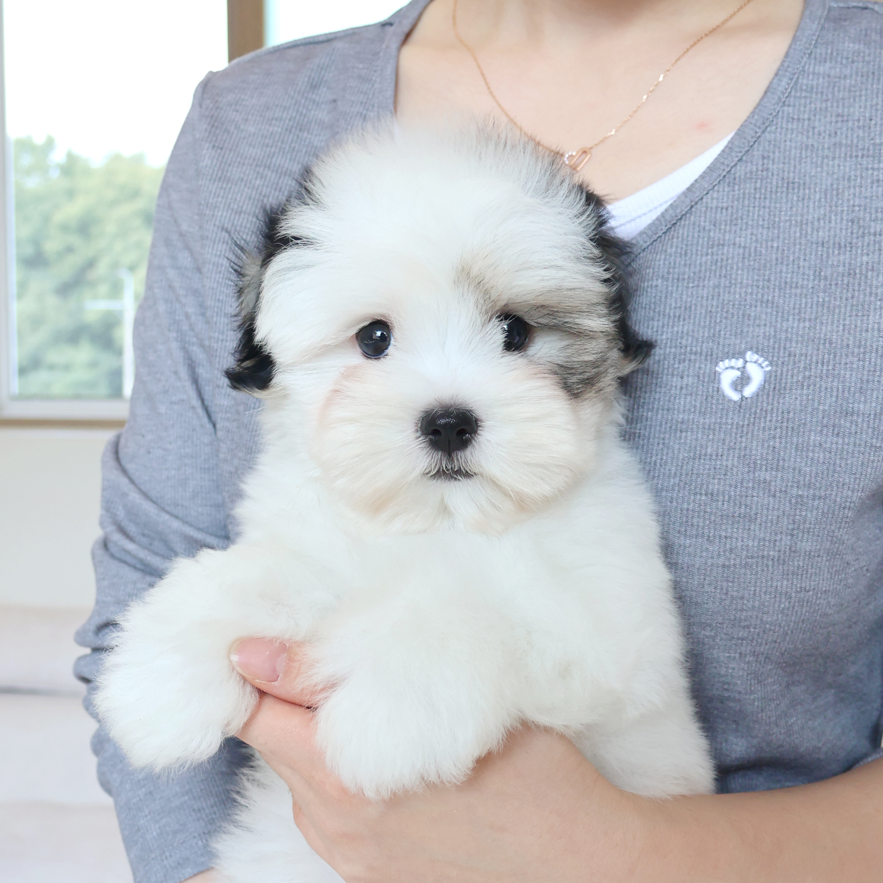 Coton de Tulear - 페퍼