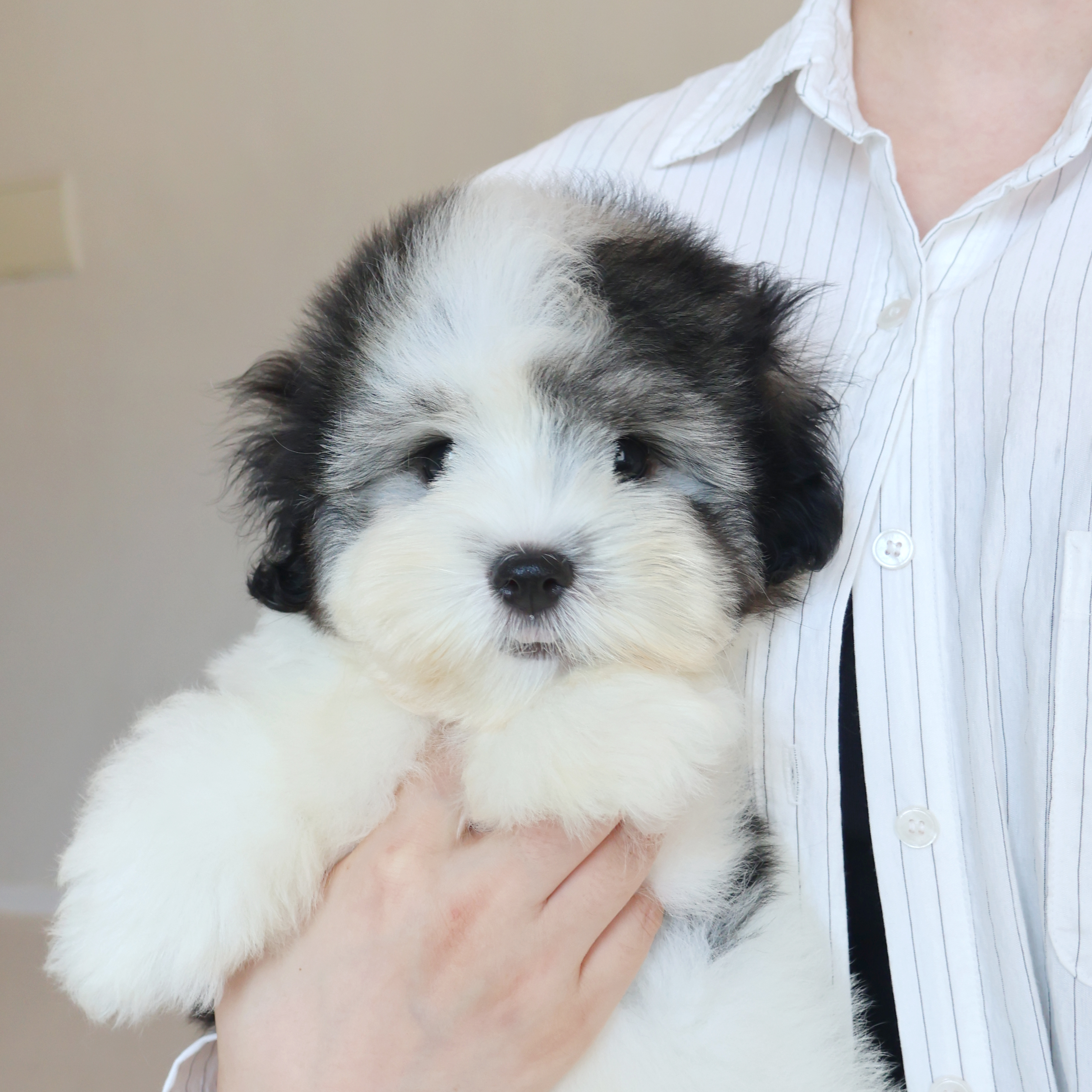 Coton de Tulear - 오레오