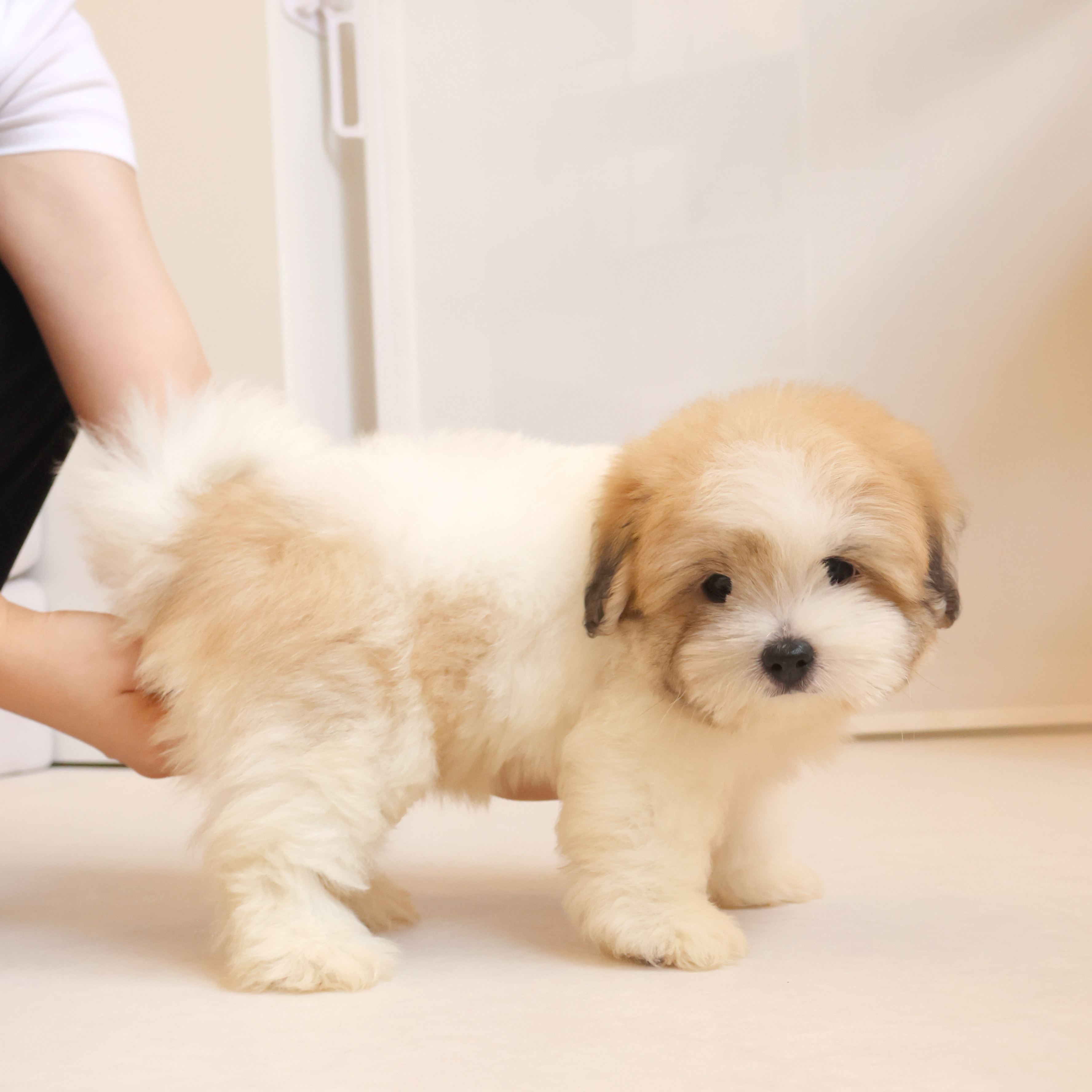 Coton de Tulear - 앙꼬