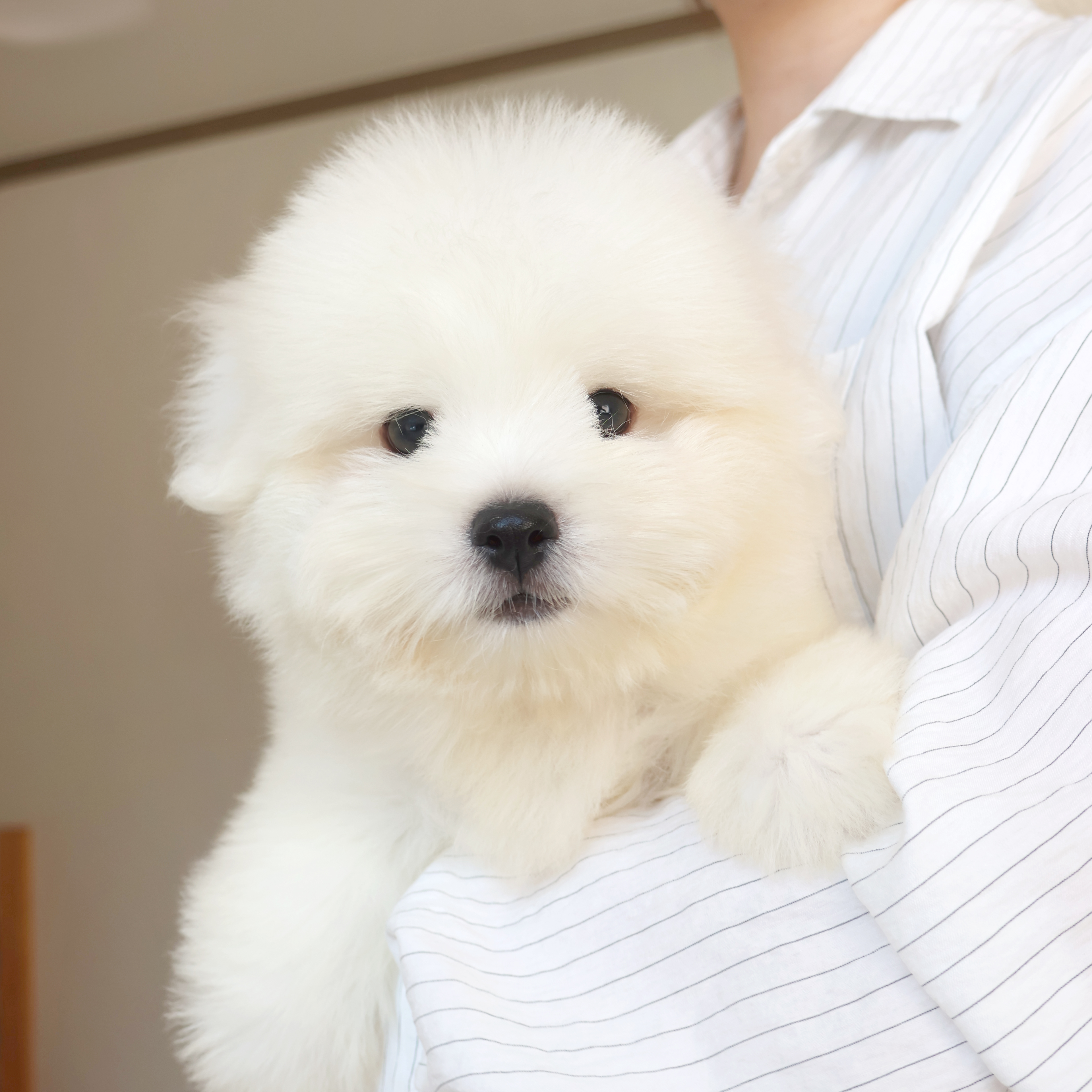 Coton de Tulear - 해달이