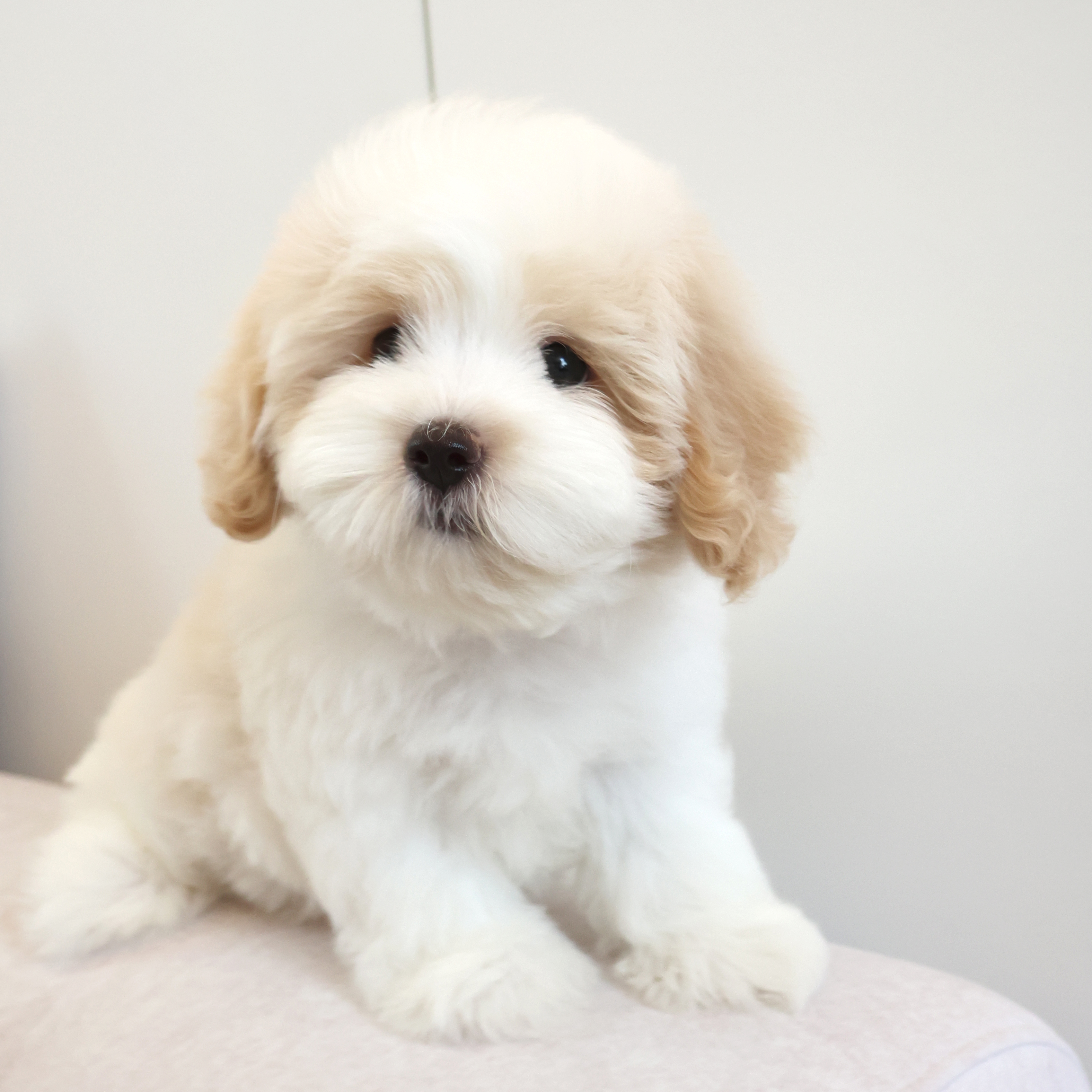 Coton de Tulear - 짱아