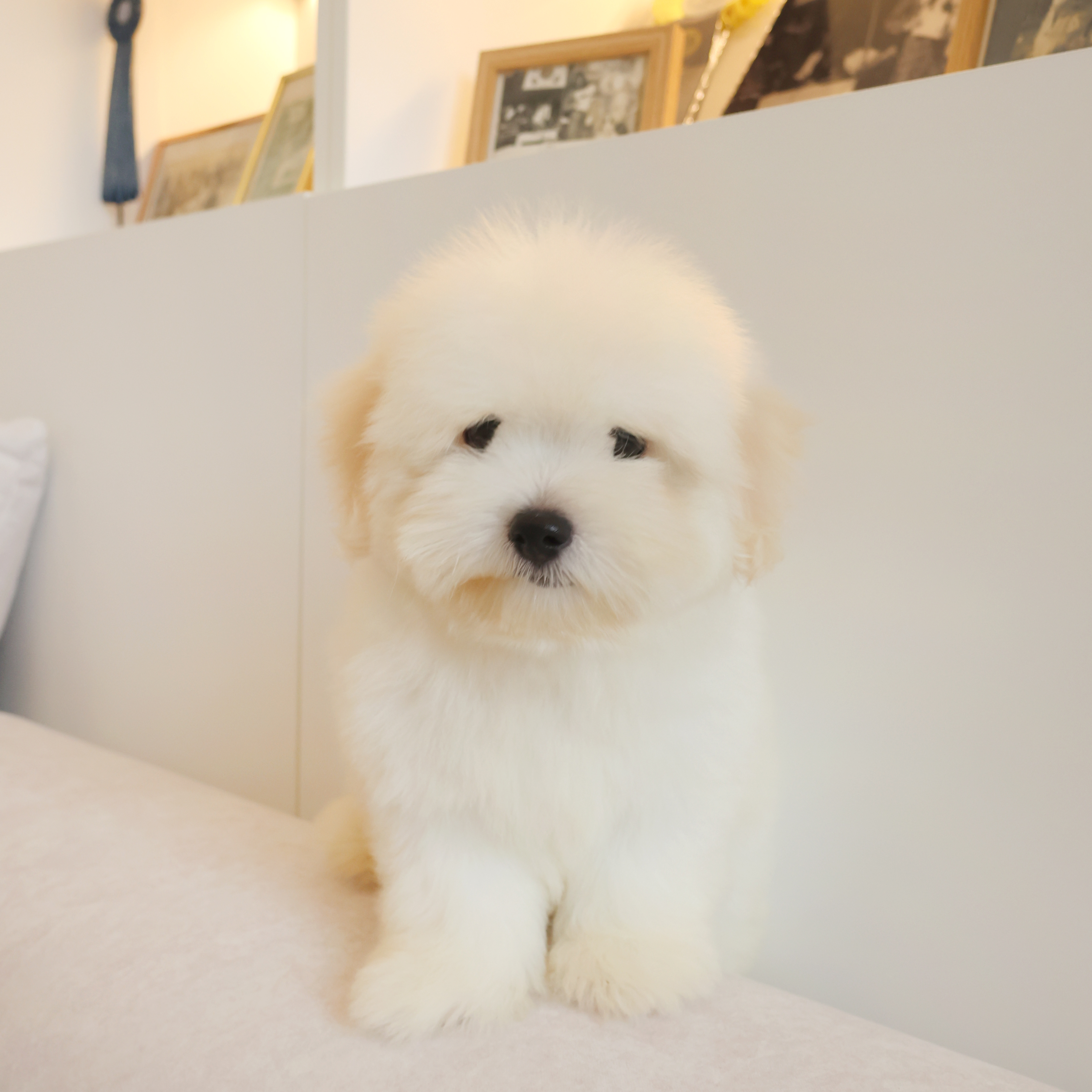 Coton de Tulear - 밍크