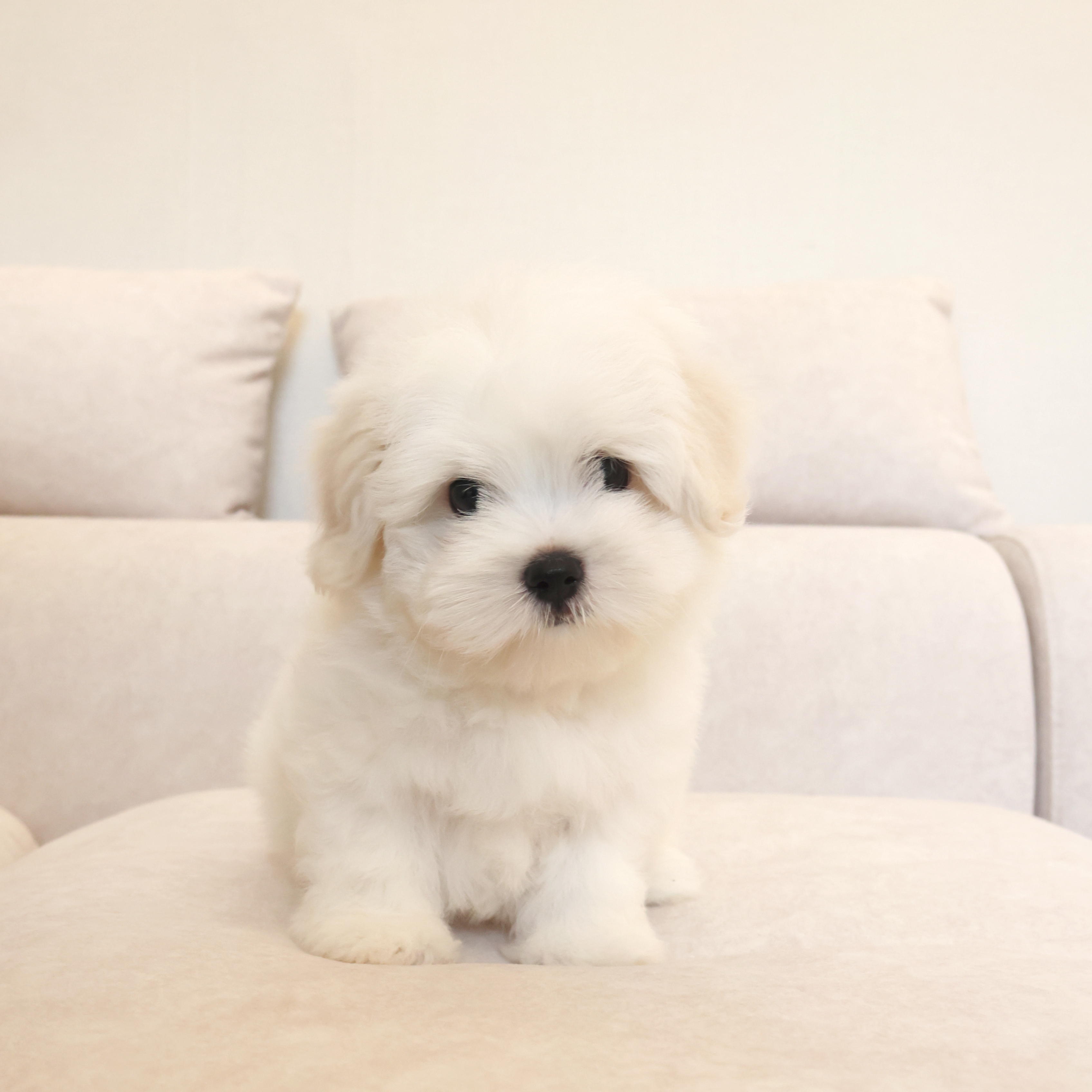 Coton de Tulear - 앙꼬