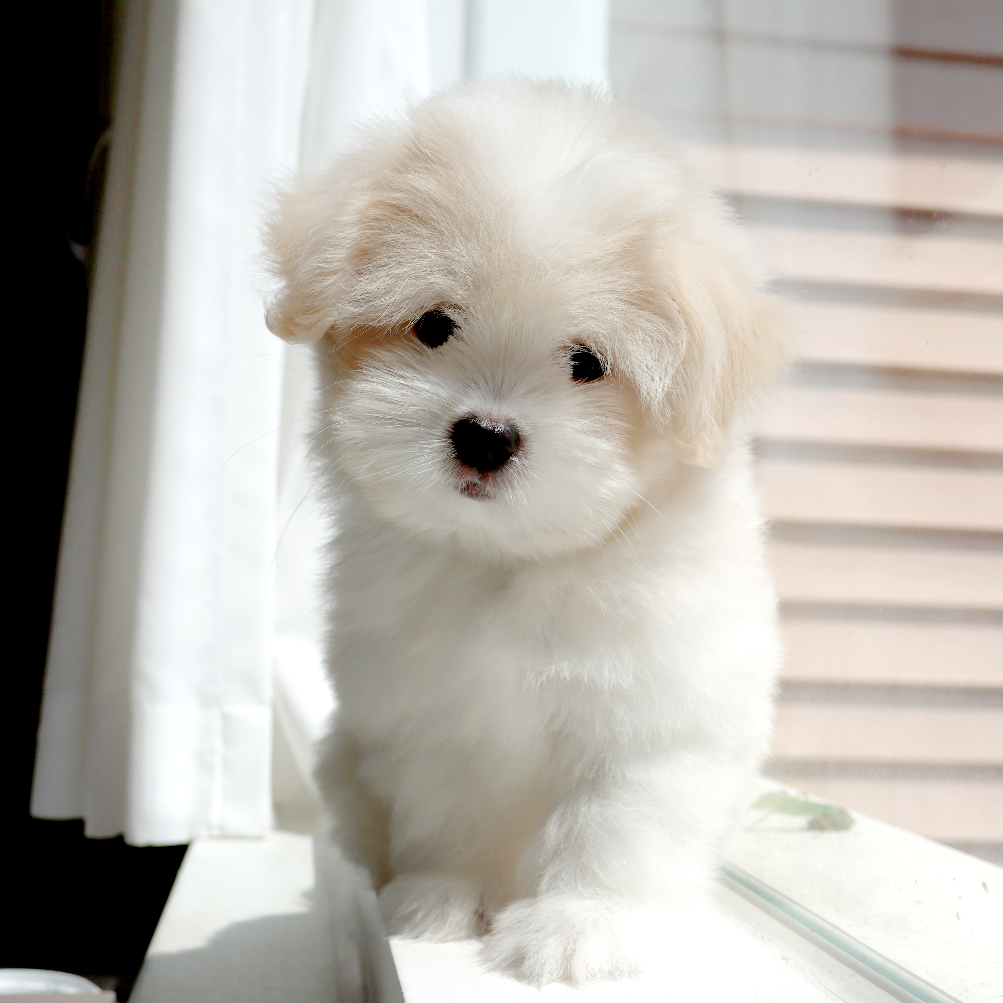 Coton de Tulear - 제리