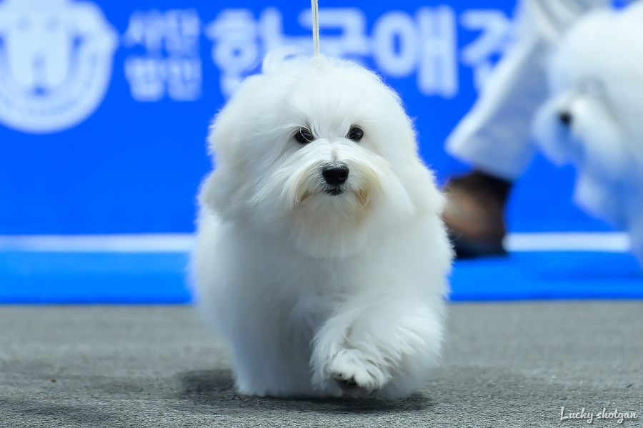 꼬똥 드 툴레아 - 공식사이트