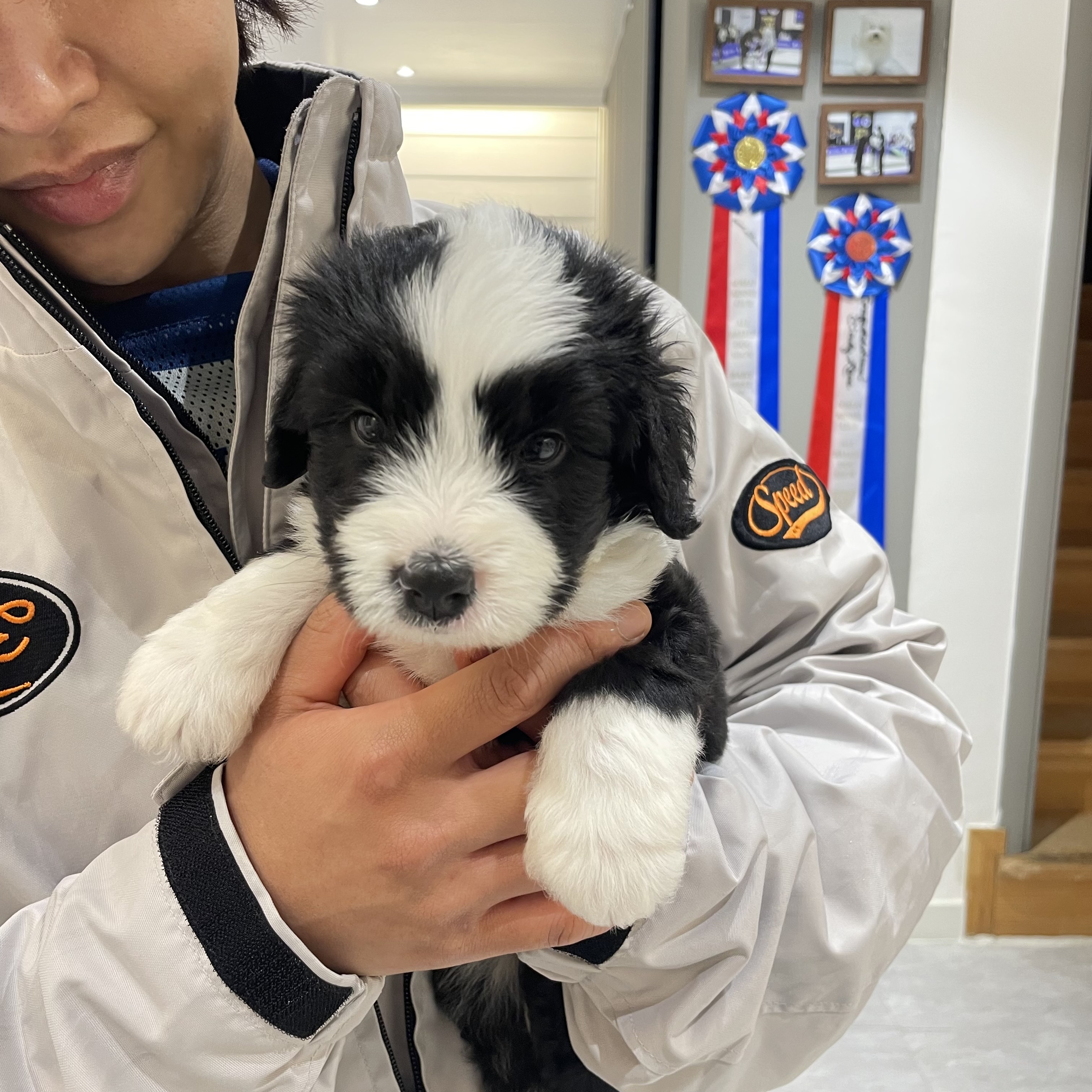 오~ 닥스훈트가 흰색털도 있구나~~~~ 처음 봤어~, image size:3024x3024