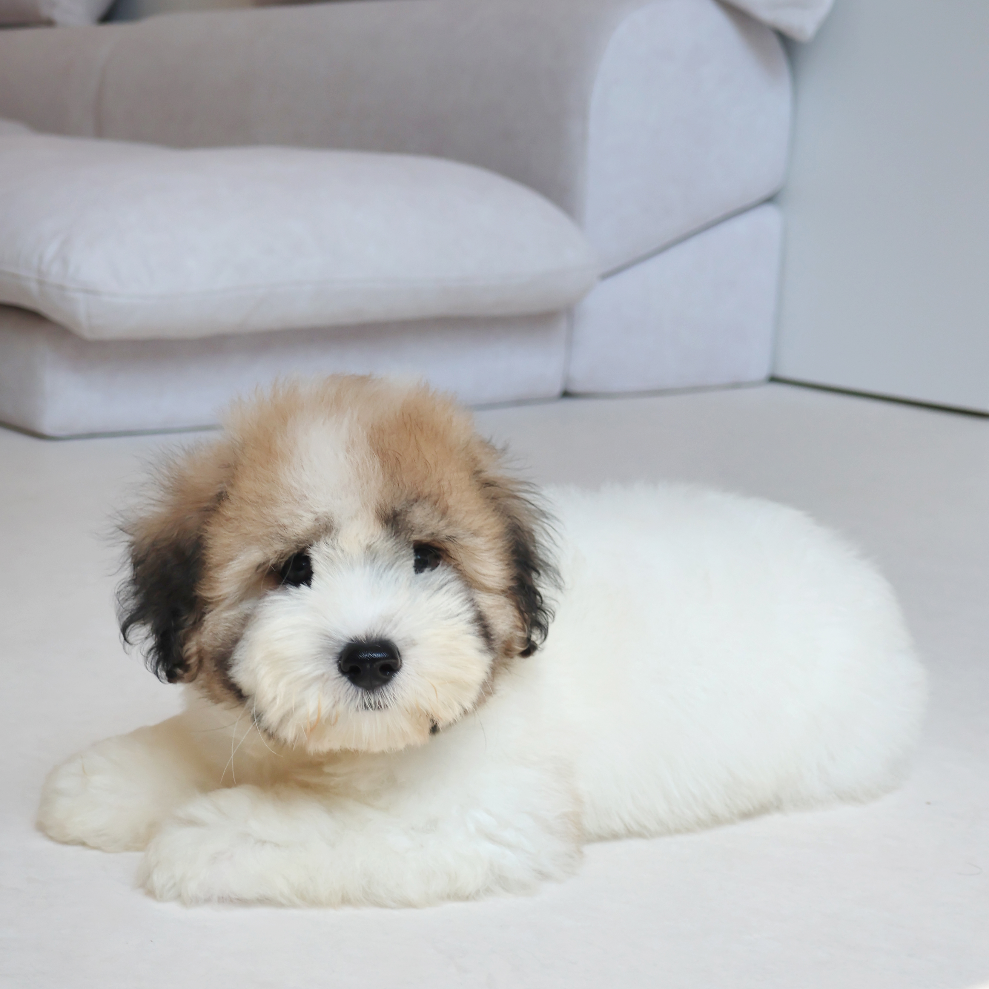 Coton de Tulear - 수달이